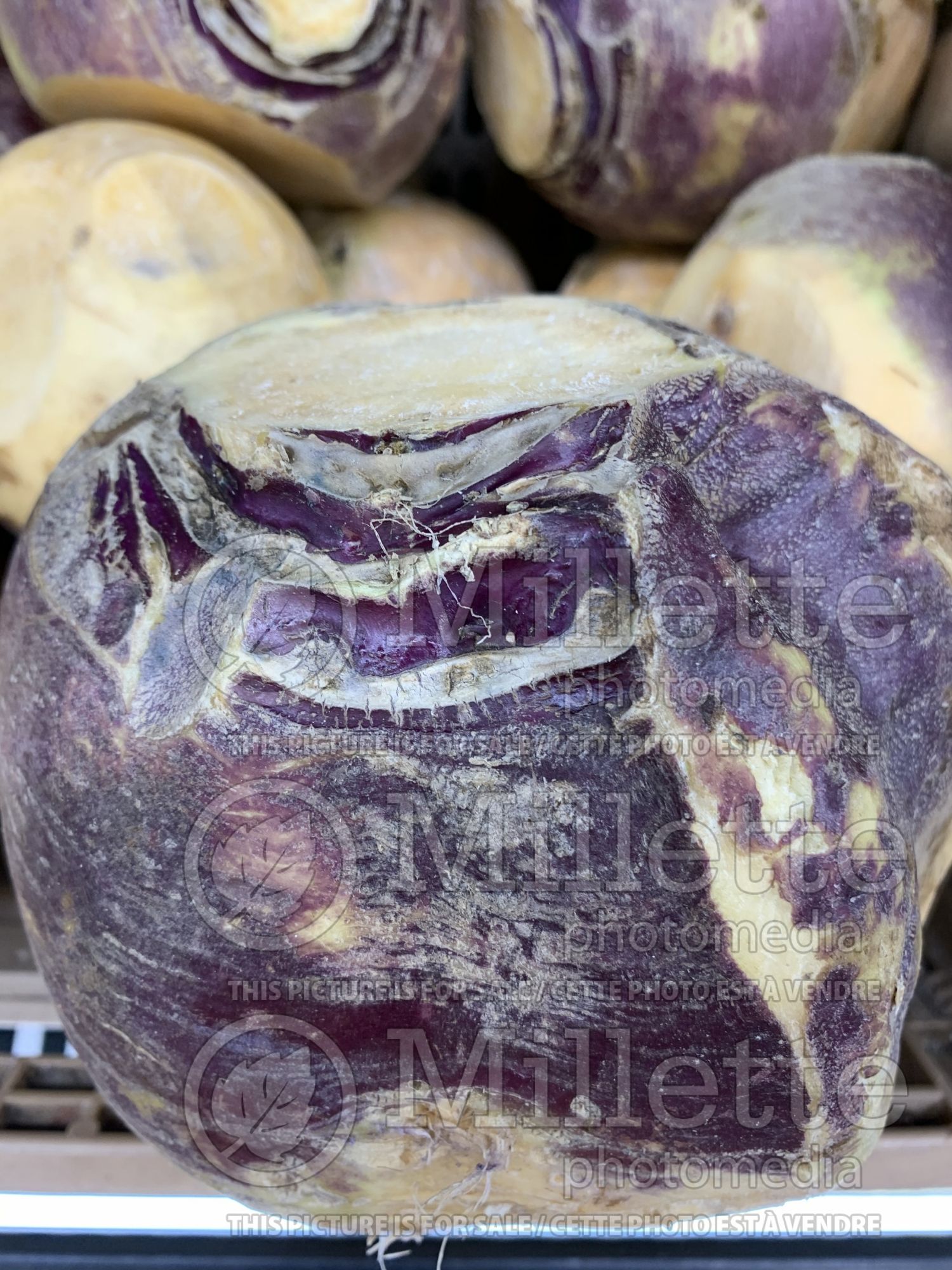 Brassica napobrassica (Rutabaga Siam cabbage vegetable) 1
