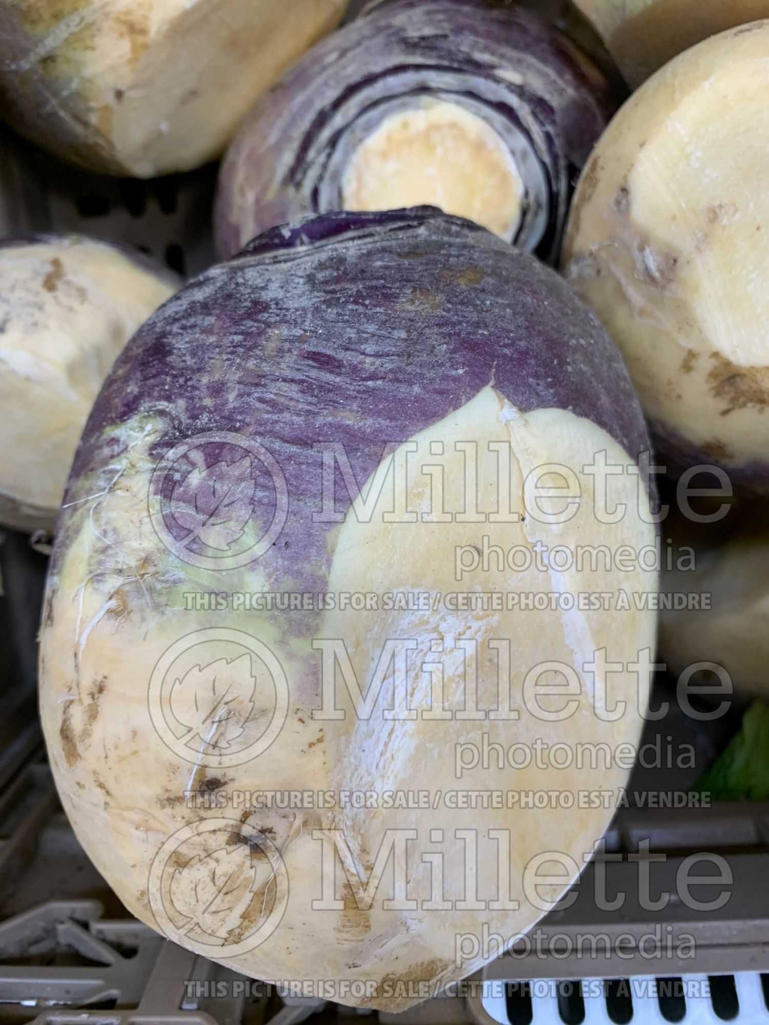 Brassica napobrassica (Rutabaga Siam cabbage vegetable) 4