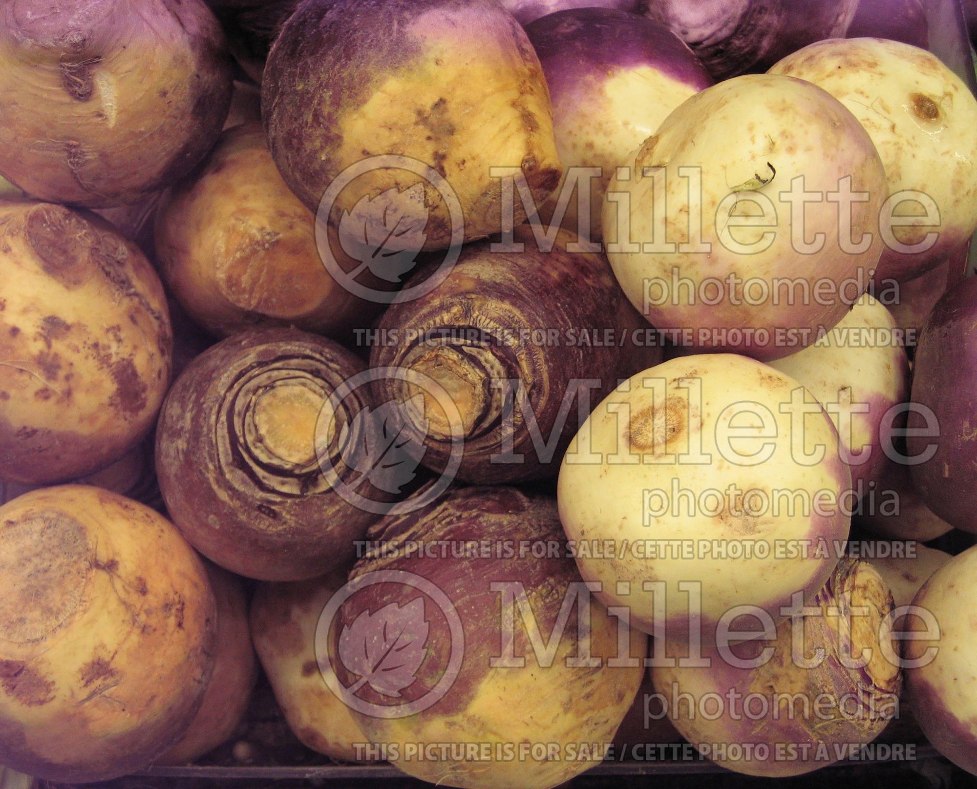 Brassica napobrassica (Rutabaga Siam cabbage vegetable) 6