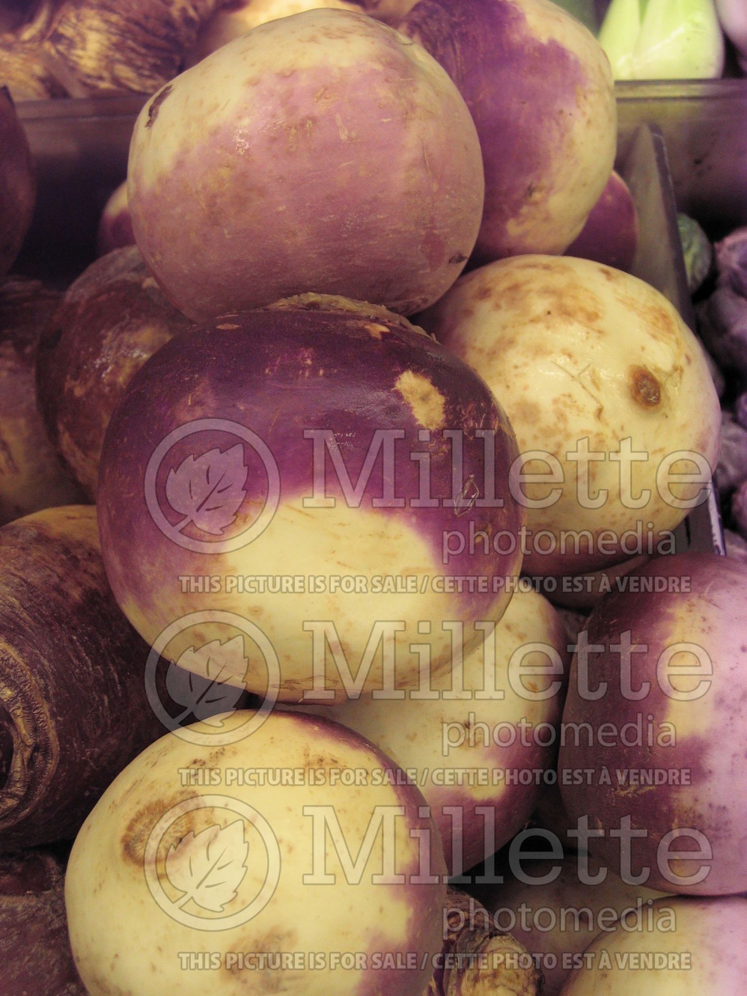 Brassica napobrassica (Rutabaga Siam cabbage vegetable) 7