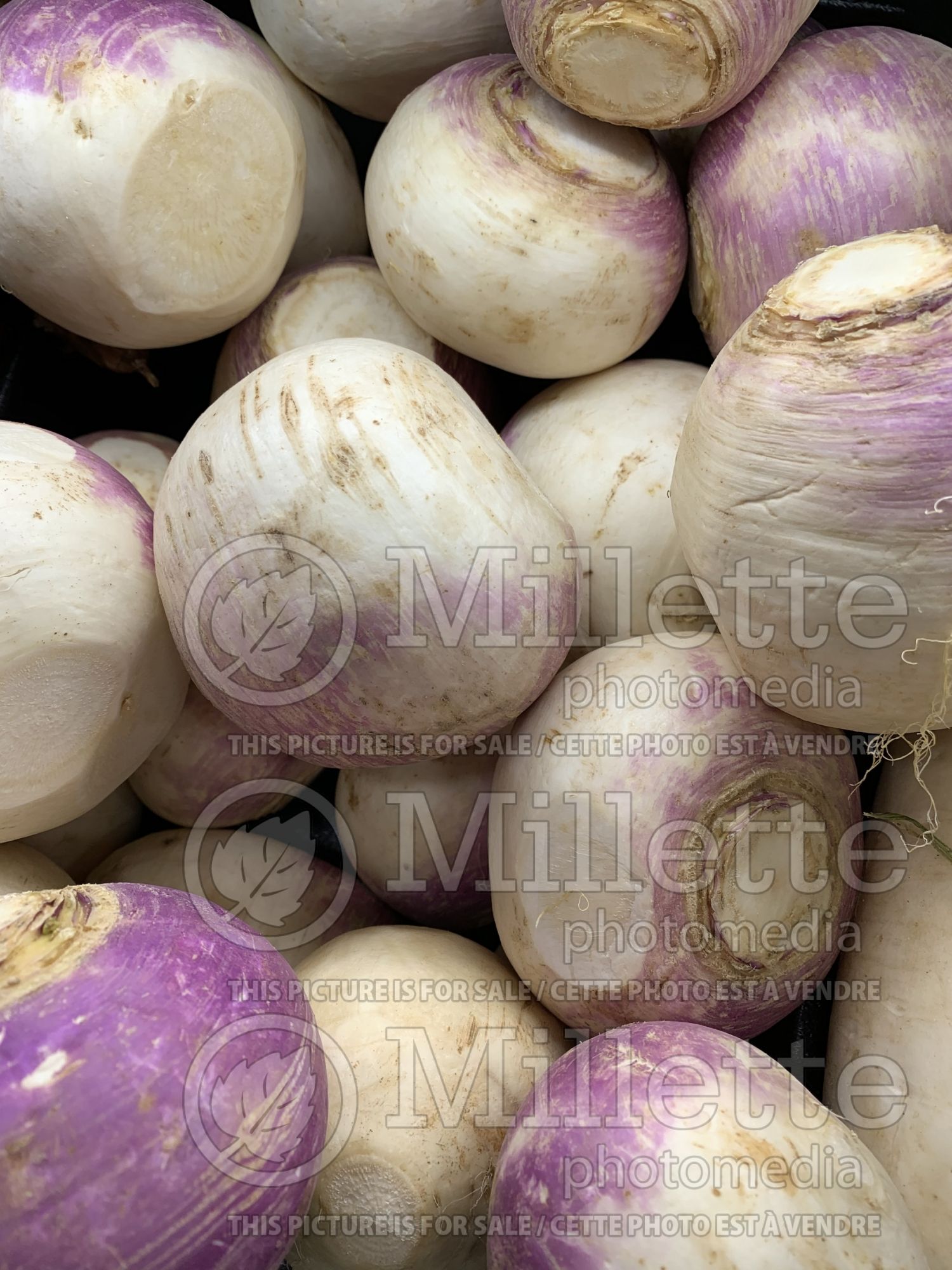 Brassica napobrassica (Rutabaga Siam cabbage vegetable) 5