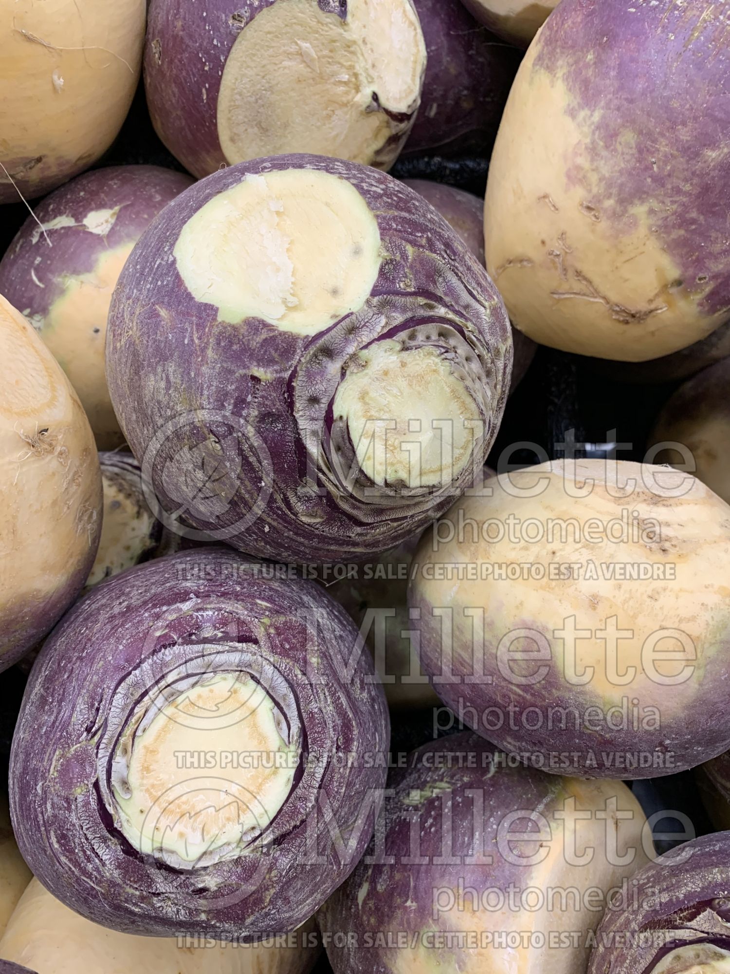 Brassica napobrassica (Rutabaga Siam cabbage vegetable) 8