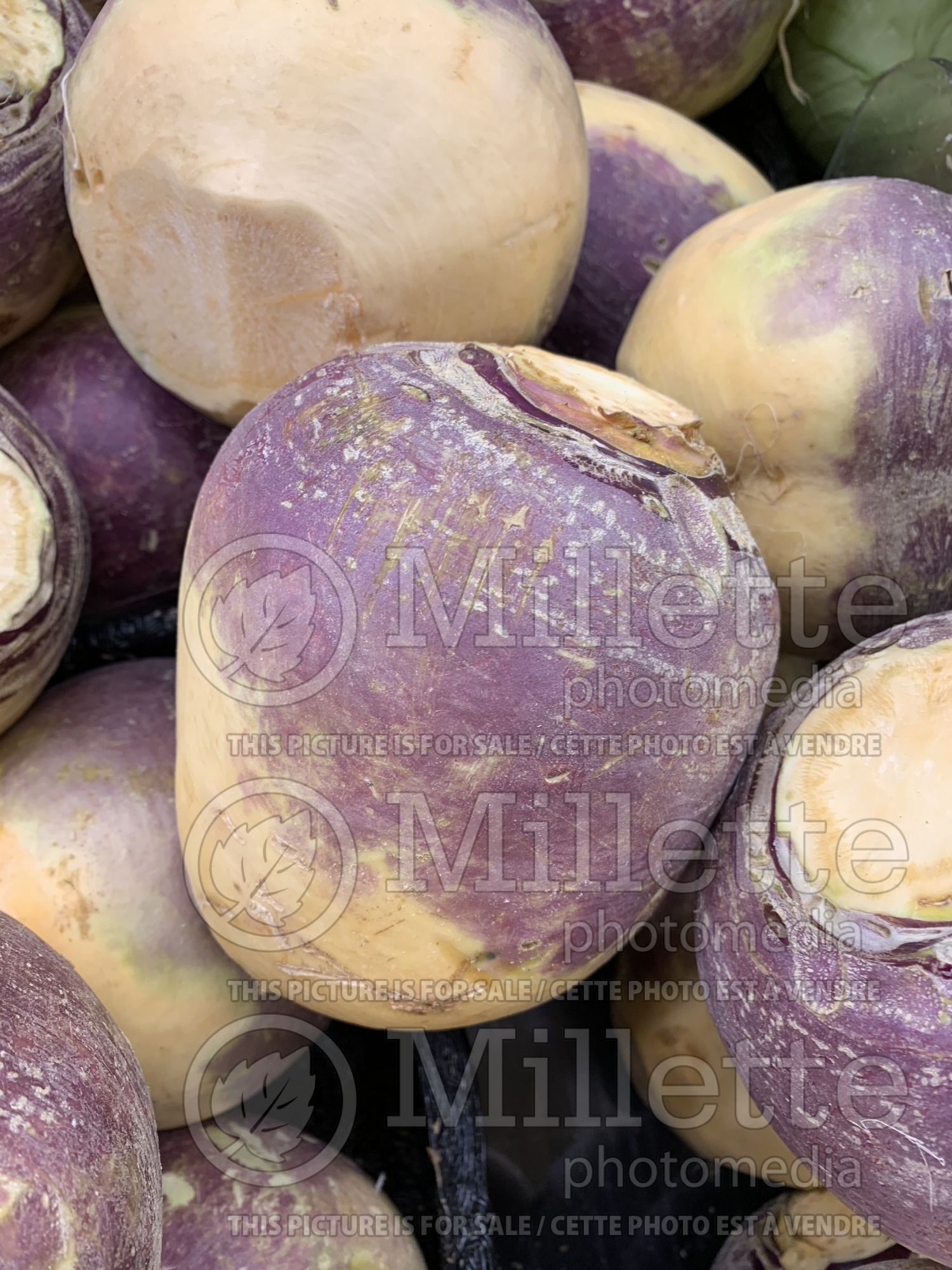 Brassica napobrassica (Rutabaga Siam cabbage vegetable) 9
