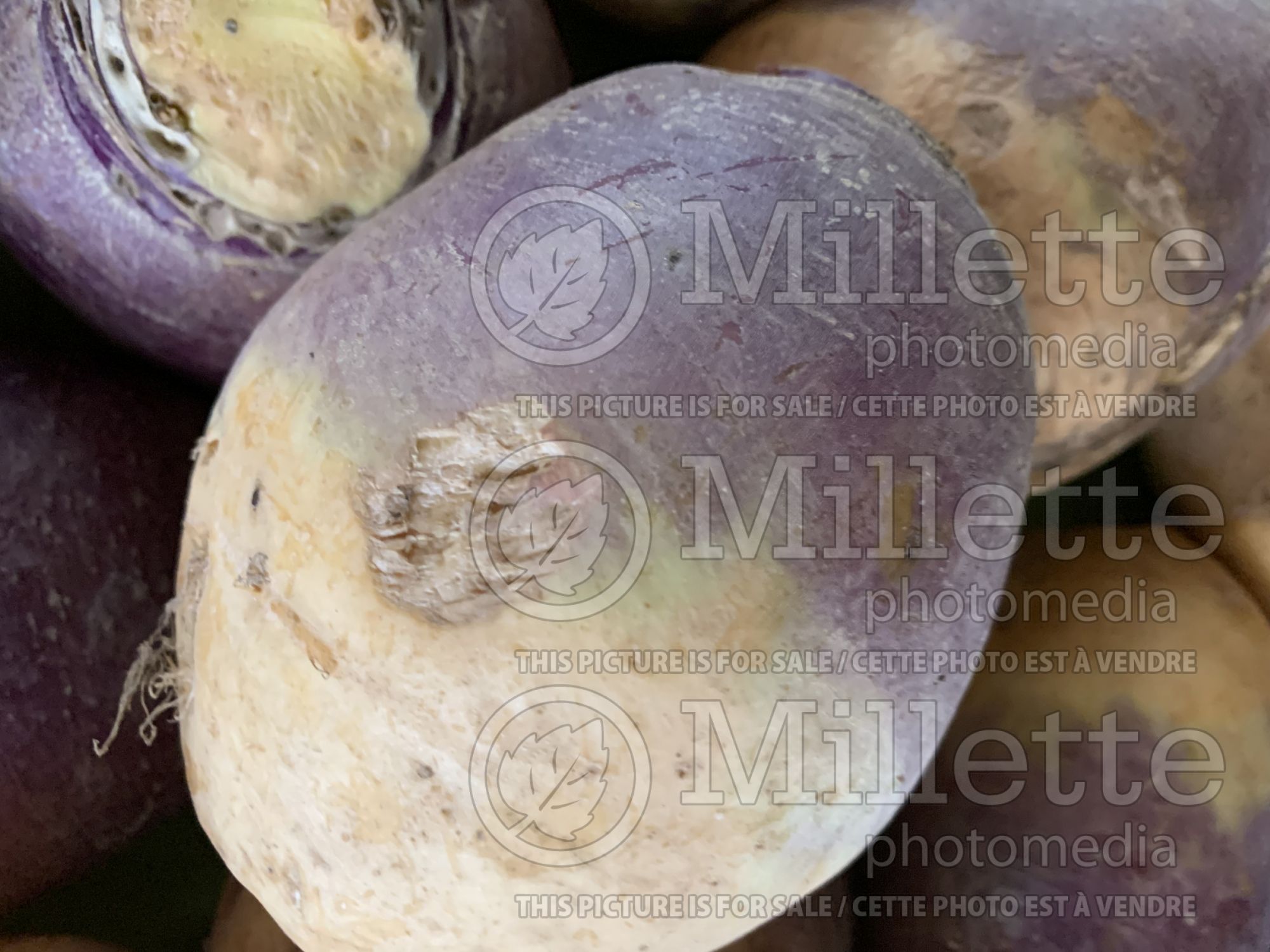 Brassica napus (Rutabaga Swedish turnip vegetable ) 1