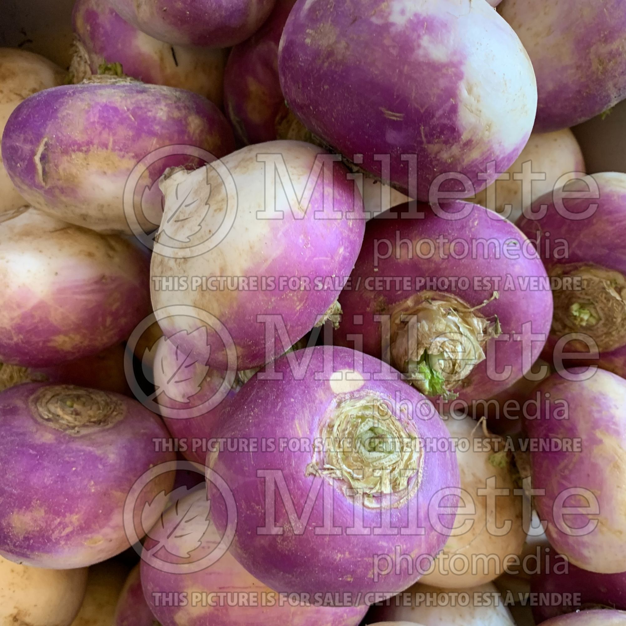 Brassica rapa subsp. rapa (Turnip vegetable - navet) 1