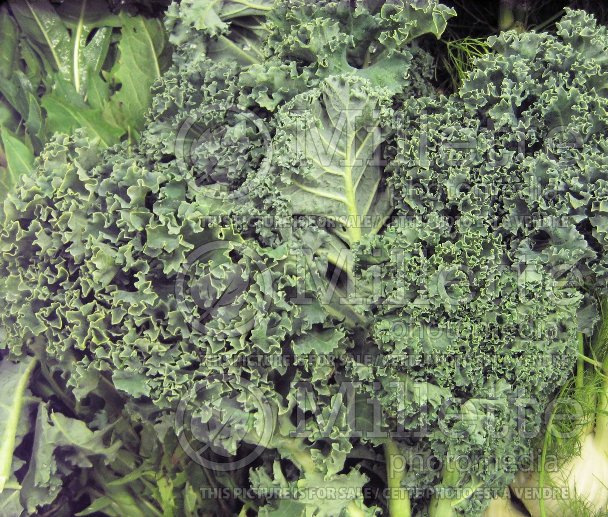 Brassica oleracea acephala (kale vegetable) 1