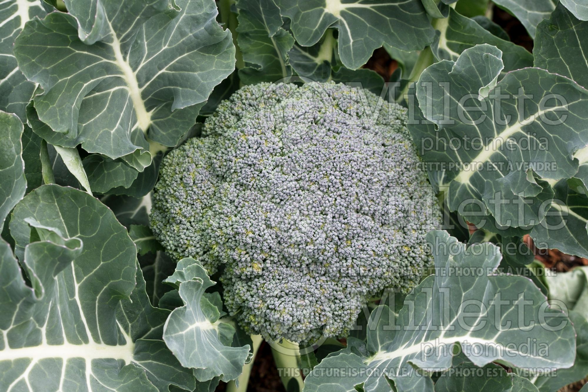 Brassica Bay Meadows Cemes (Brocoli vegetable) 1