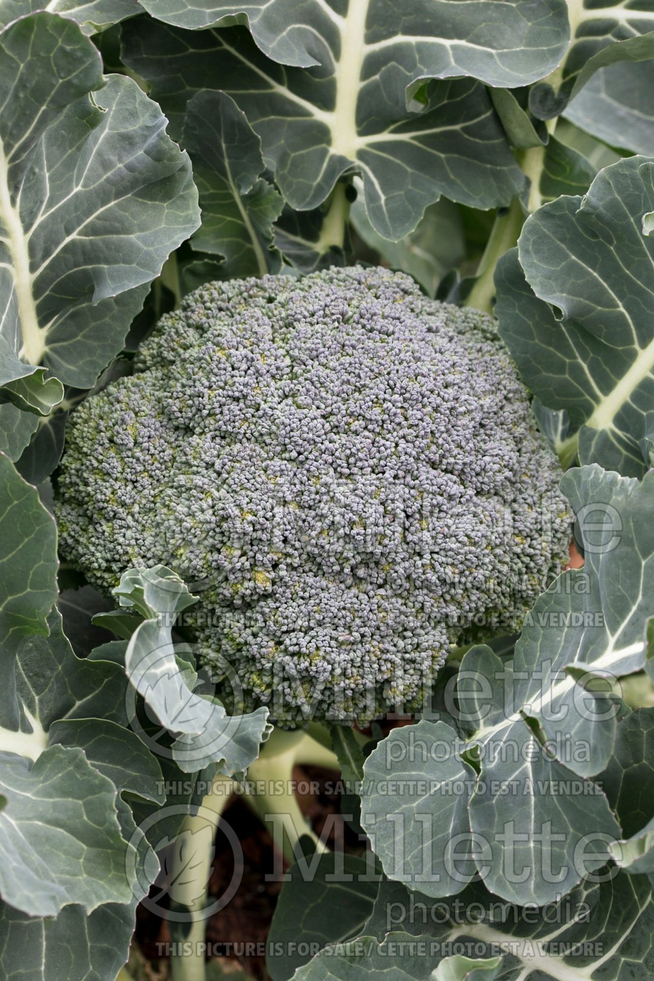 Brassica Bay Meadows Cemes (Brocoli vegetable) 2