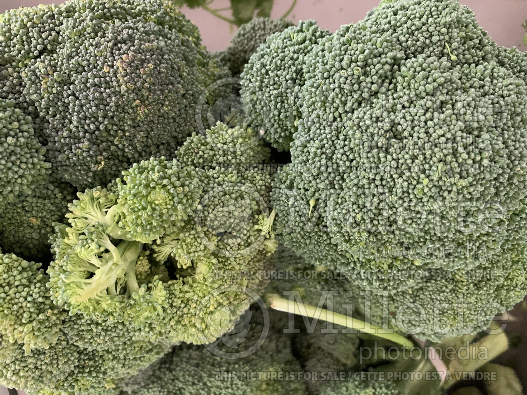 Brassica oleracea var. italica (Broccoli vegetable - brocoli) 8