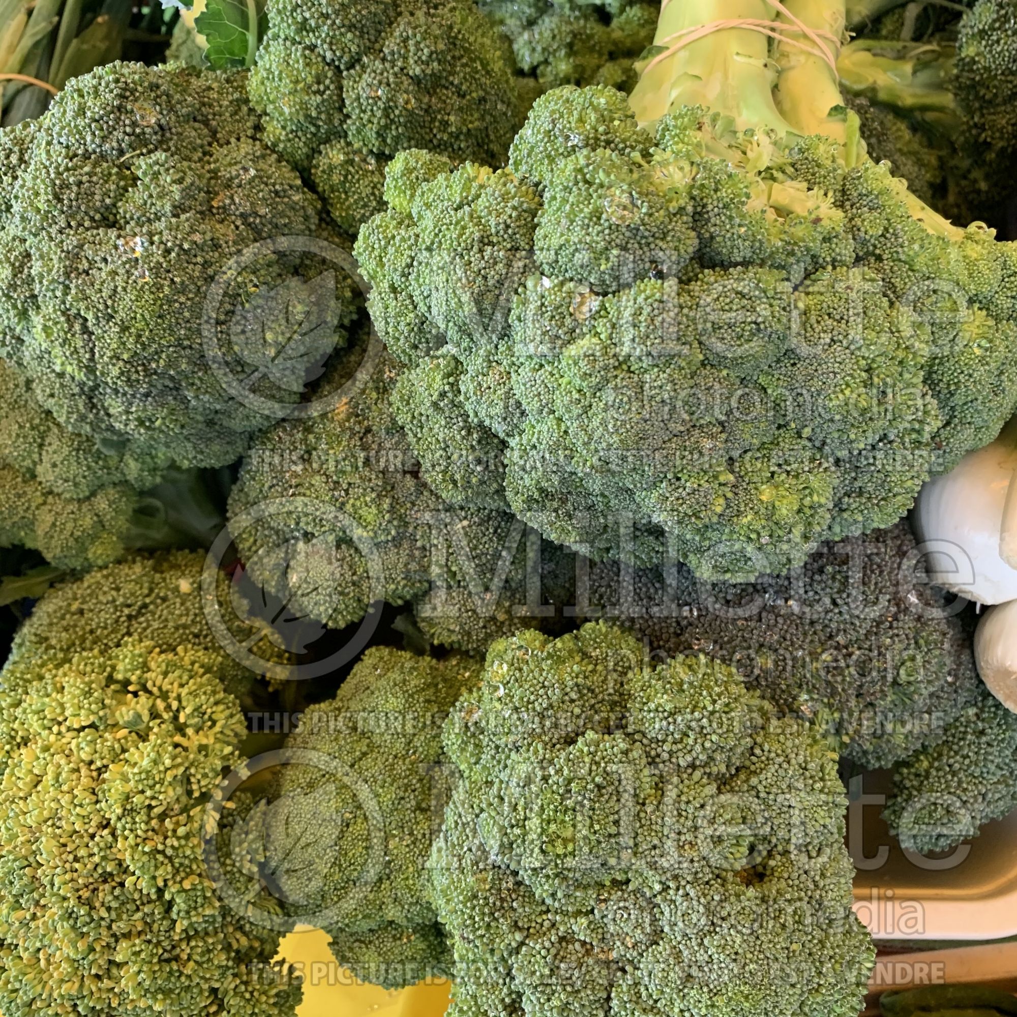 Brassica oleracea (Broccoli vegetable) - 2