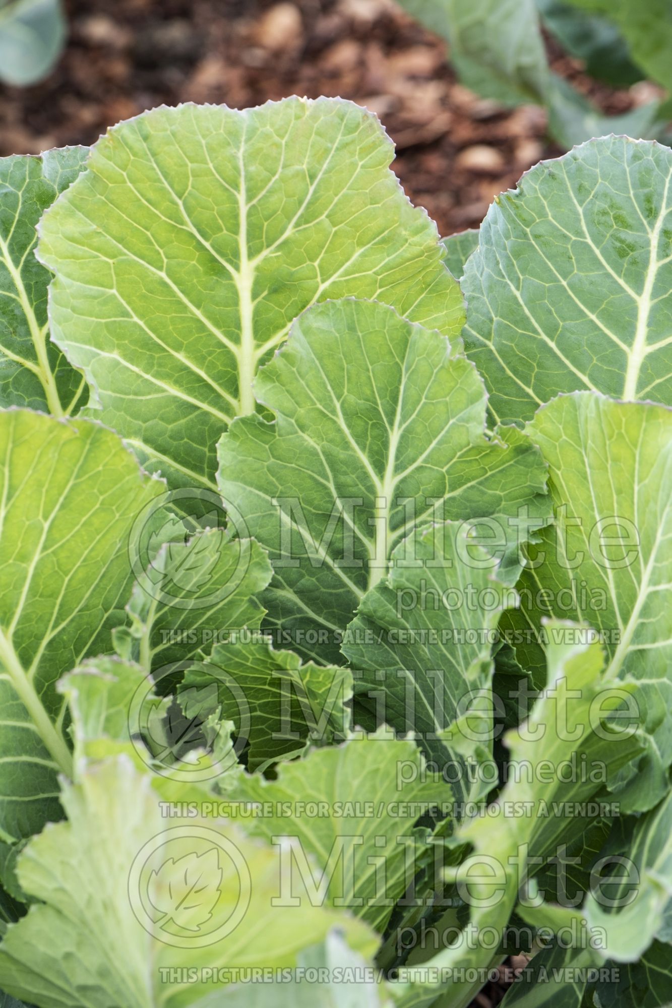 Brassica Bulldog (Kale) 1