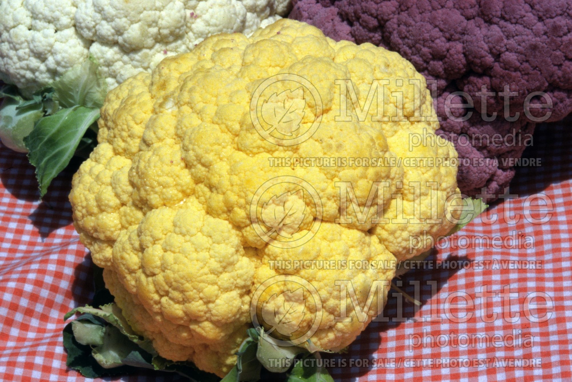 Brassica Cheddar (cauliflower vegetable) 3