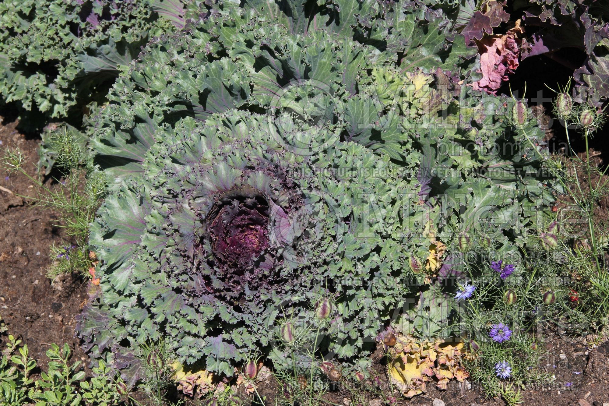 Brassica Chidori Red (Ornamental kale) 2