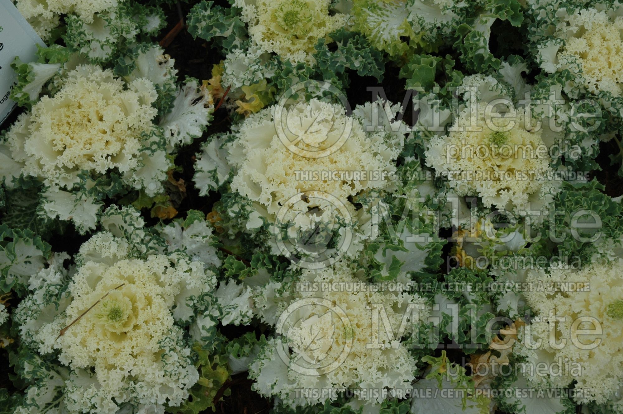Brassica Chidori White (Ornamental kale) 2