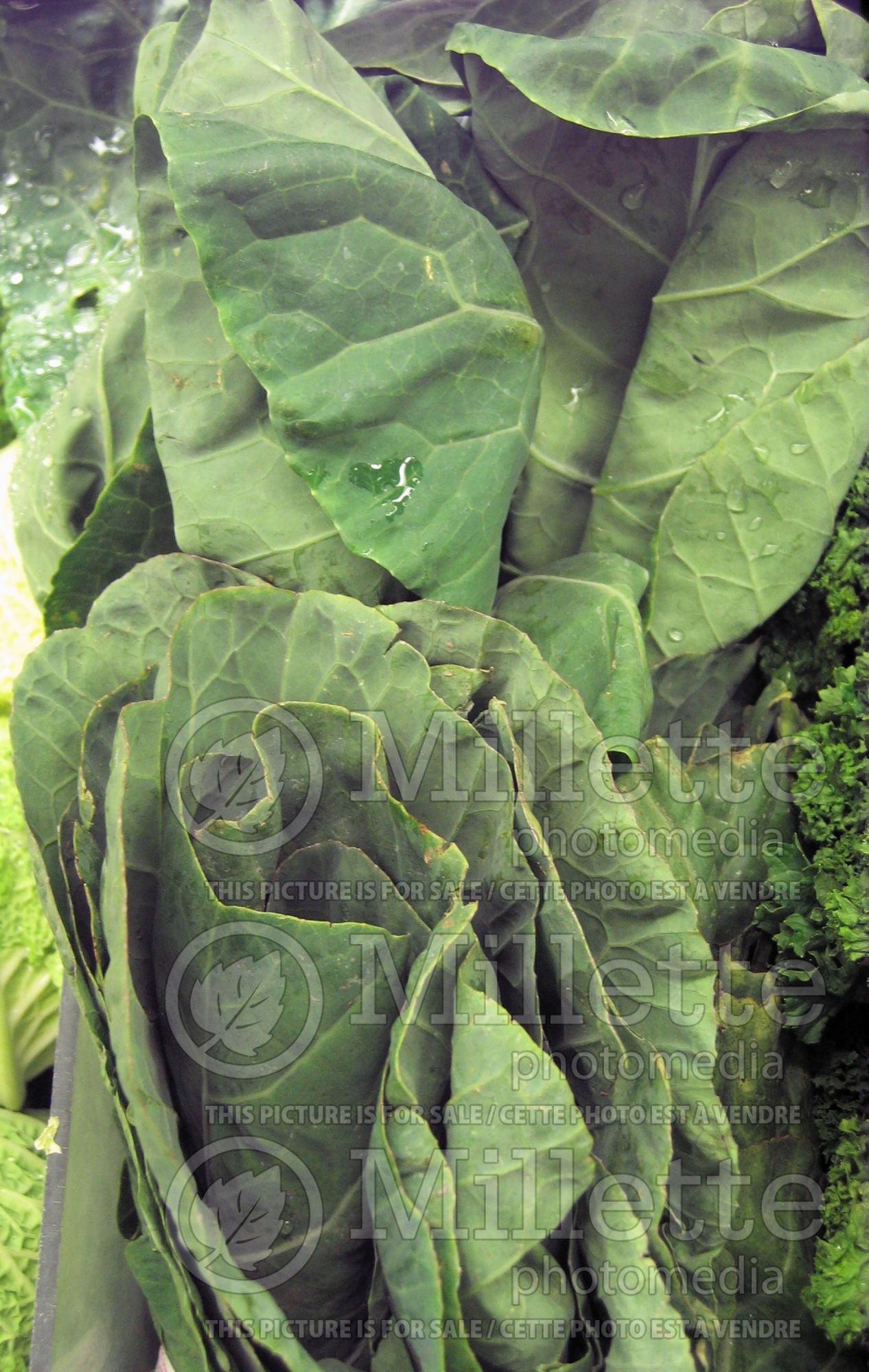 Brassica oleracea (Collard greens vegetable) 2