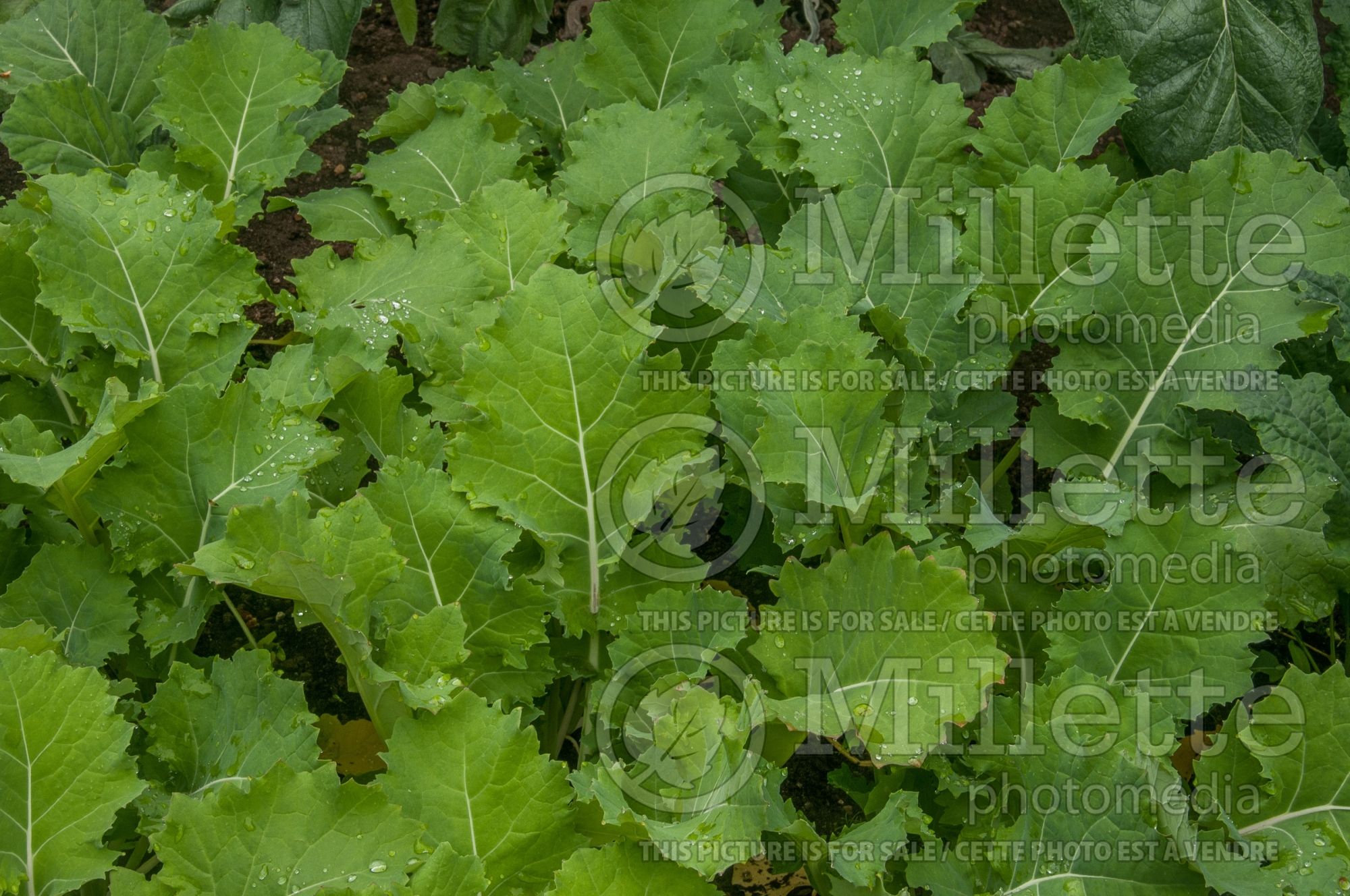 Brassica oleracea (Collard greens vegetable) 3