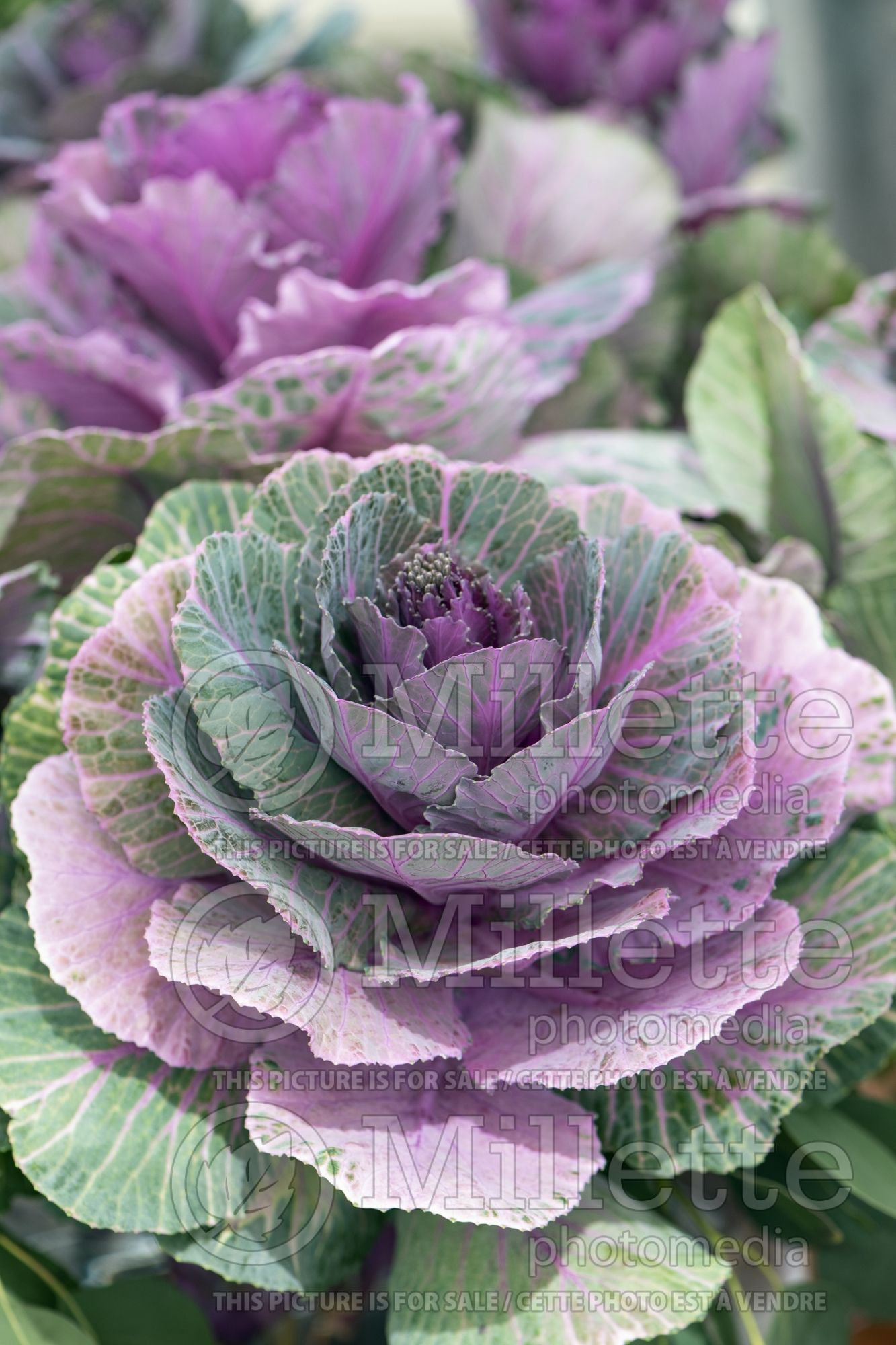 Brassica Condor Early White (ornamental cabbage) 1