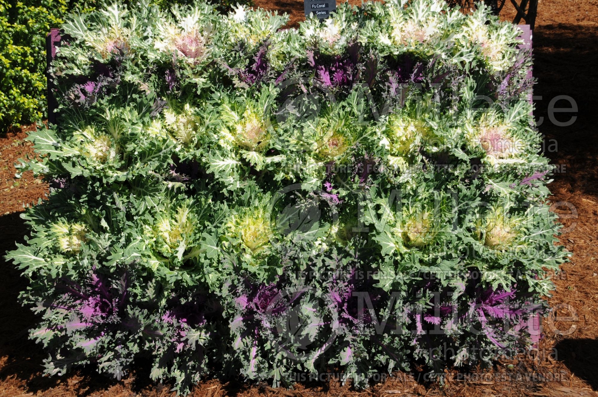Brassica Coral Queen and Coral Prince (Flowering Kale) 1