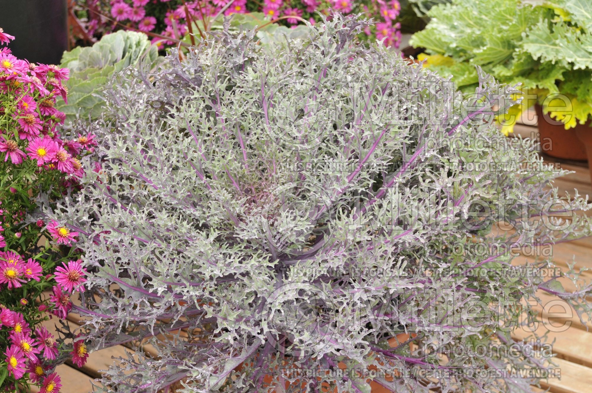 Brassica Coral Queen (Flowering Kale) 4