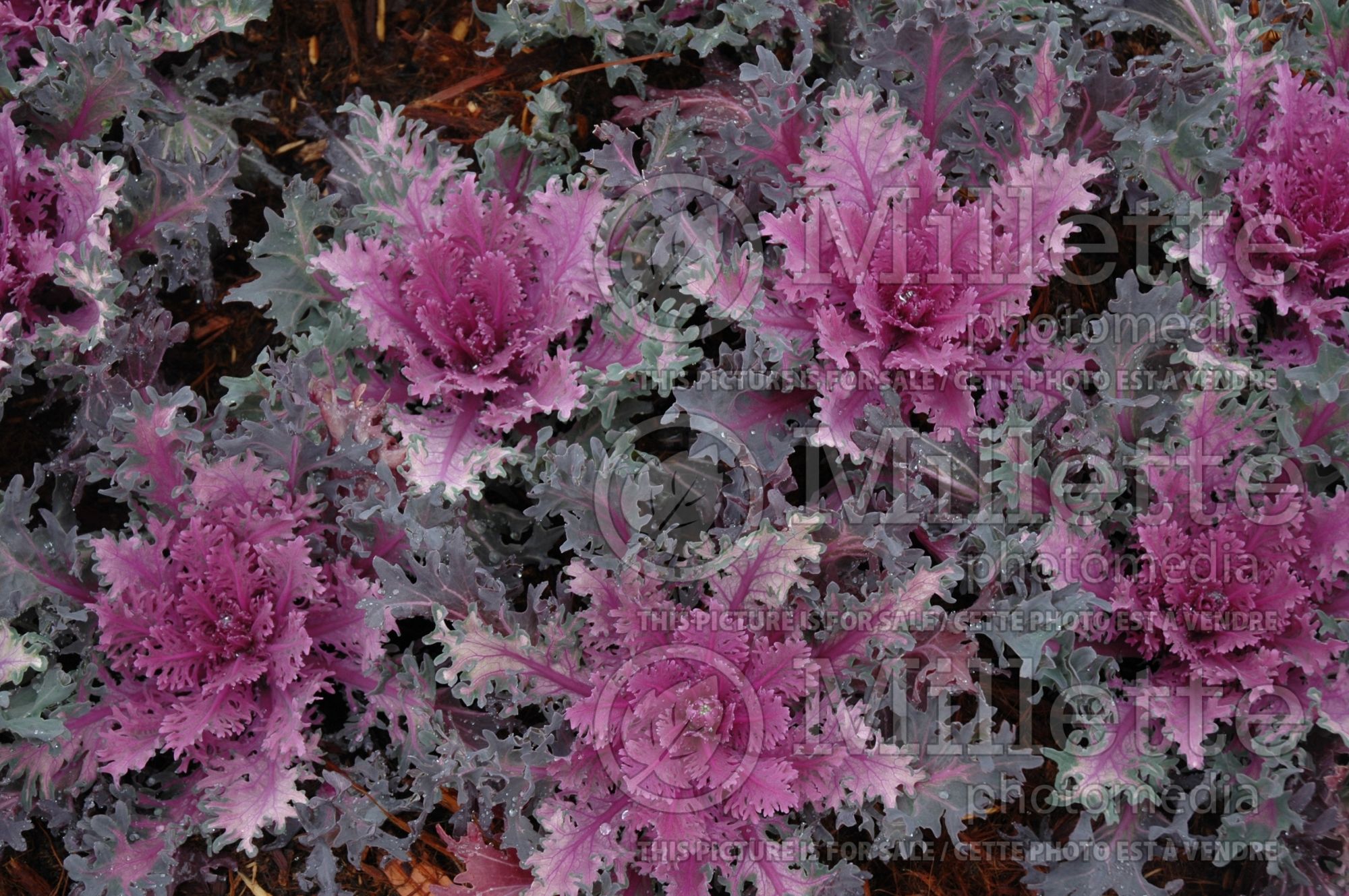 Brassica Coral Queen (Flowering Kale)) 1
