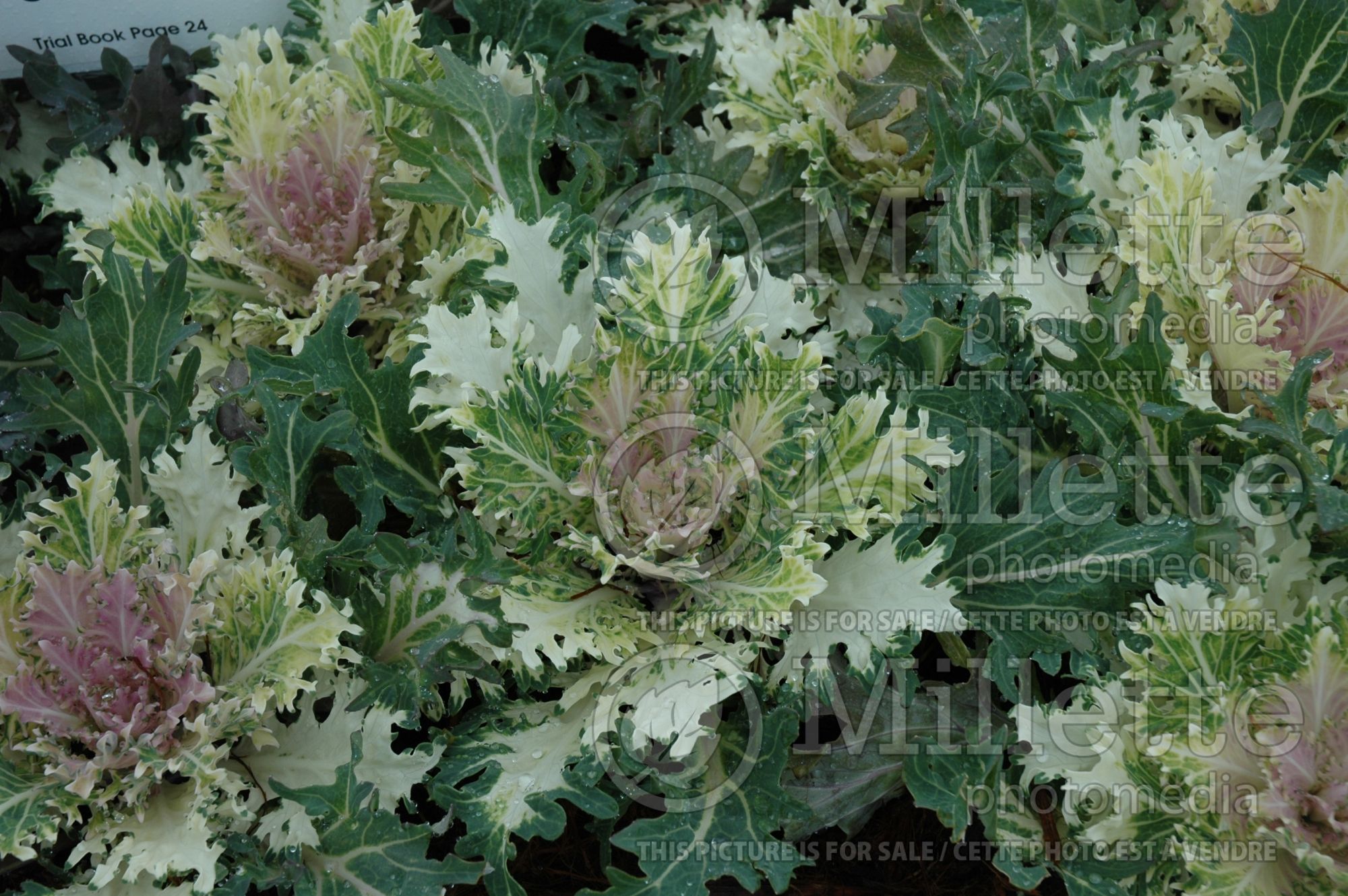 Brassica Coral Queen (Flowering Kale) 2