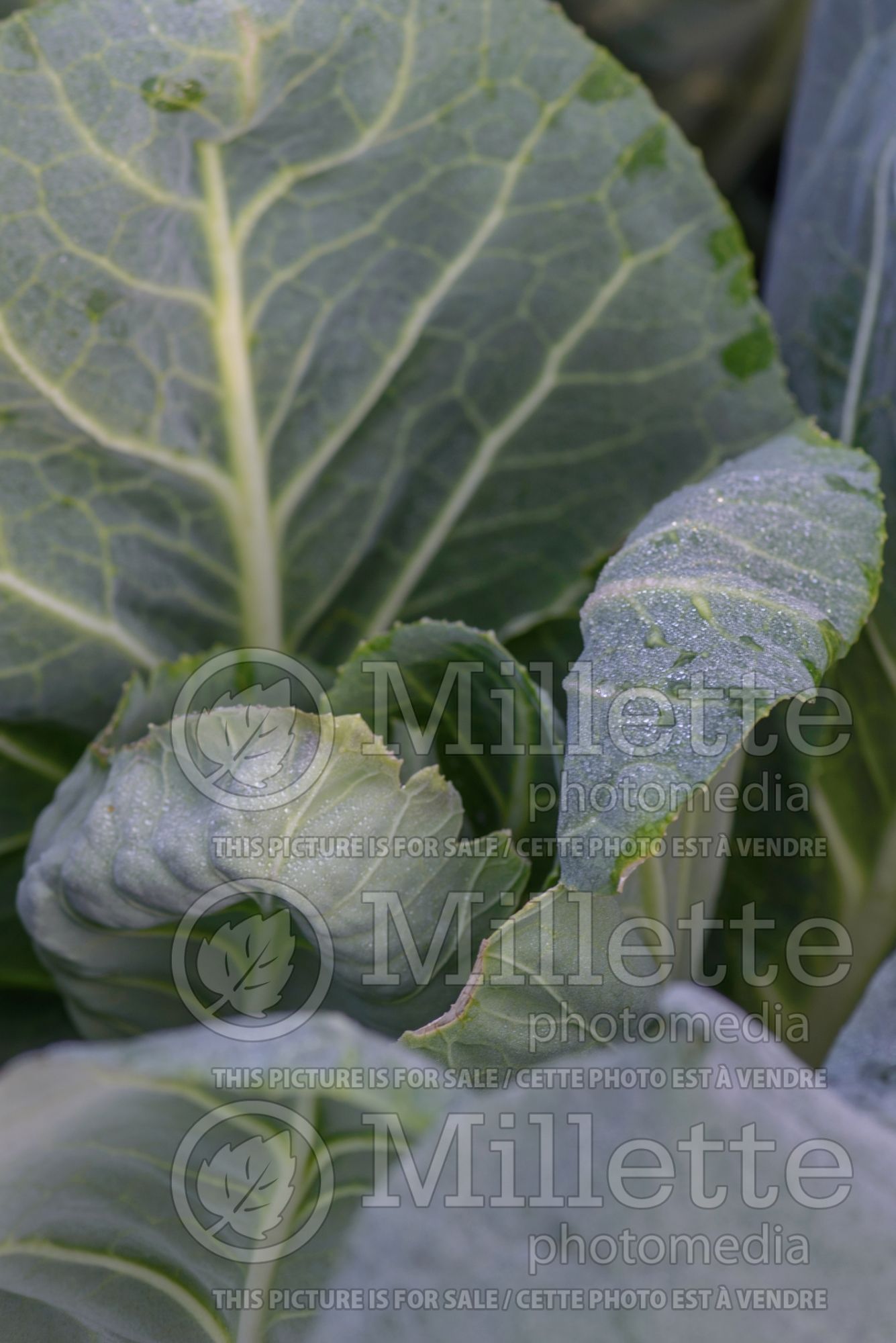 Brassica Dutchman (Cabbage vegetable) 1