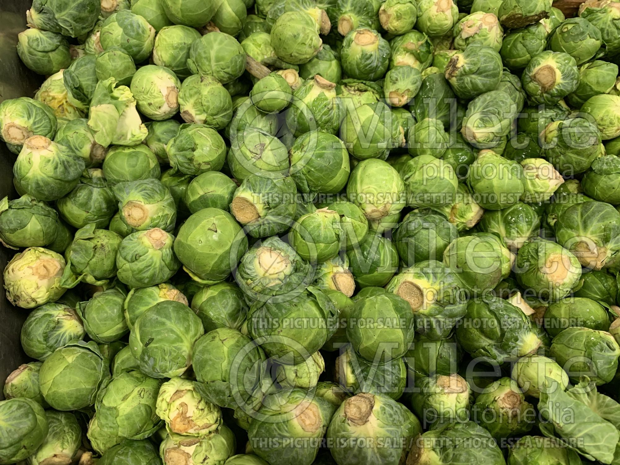 Brassica oleracea gemmifera (Brussels Sprouts Vegetable) 1