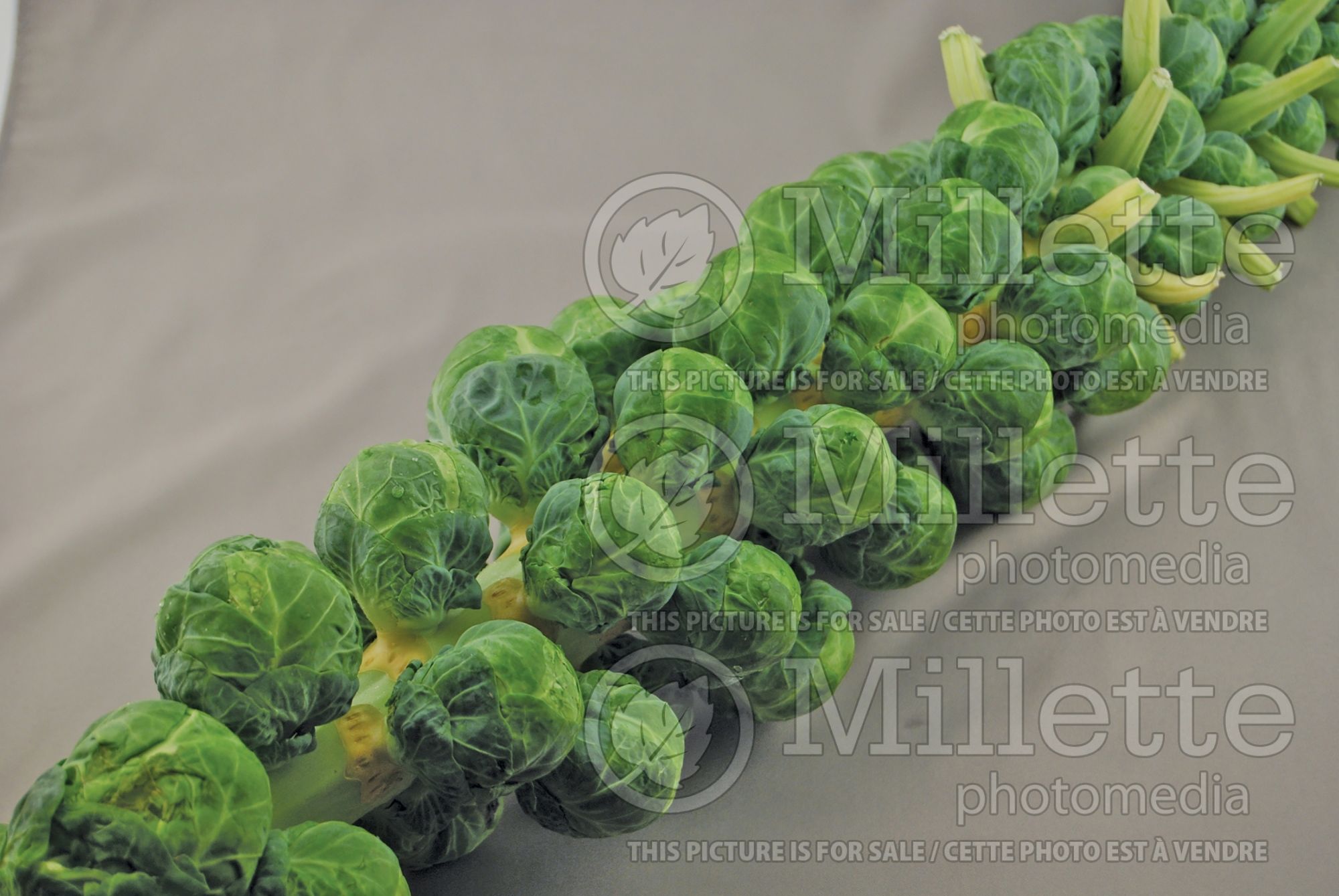 Brassica oleracea gemmifera (Brussels Sprouts Vegetable) 3