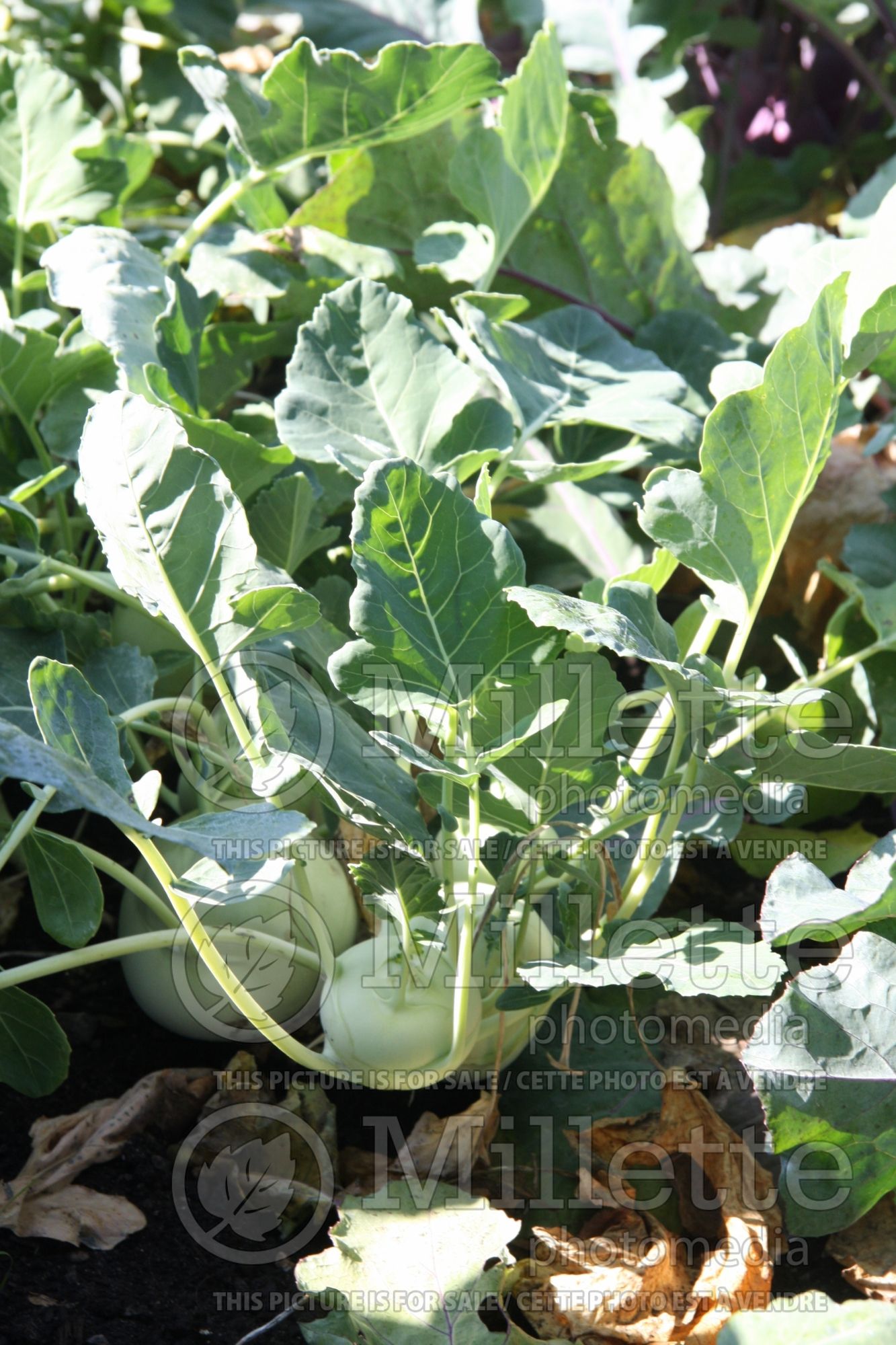 Brassica oleracea var. gongylodes (Kohlrabi vegetable chou-rave) 2