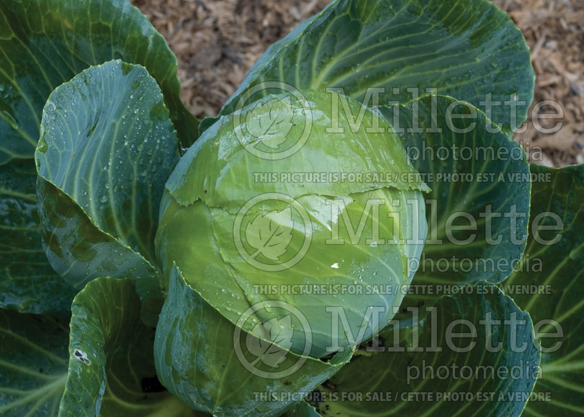 Brassica Gonzales (Mini cabbage vegetable) 1