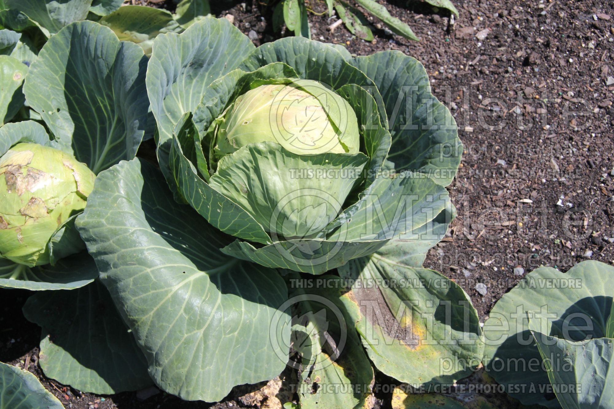 Brassica Gonzalez (Savoy cabbage vegetable) 4