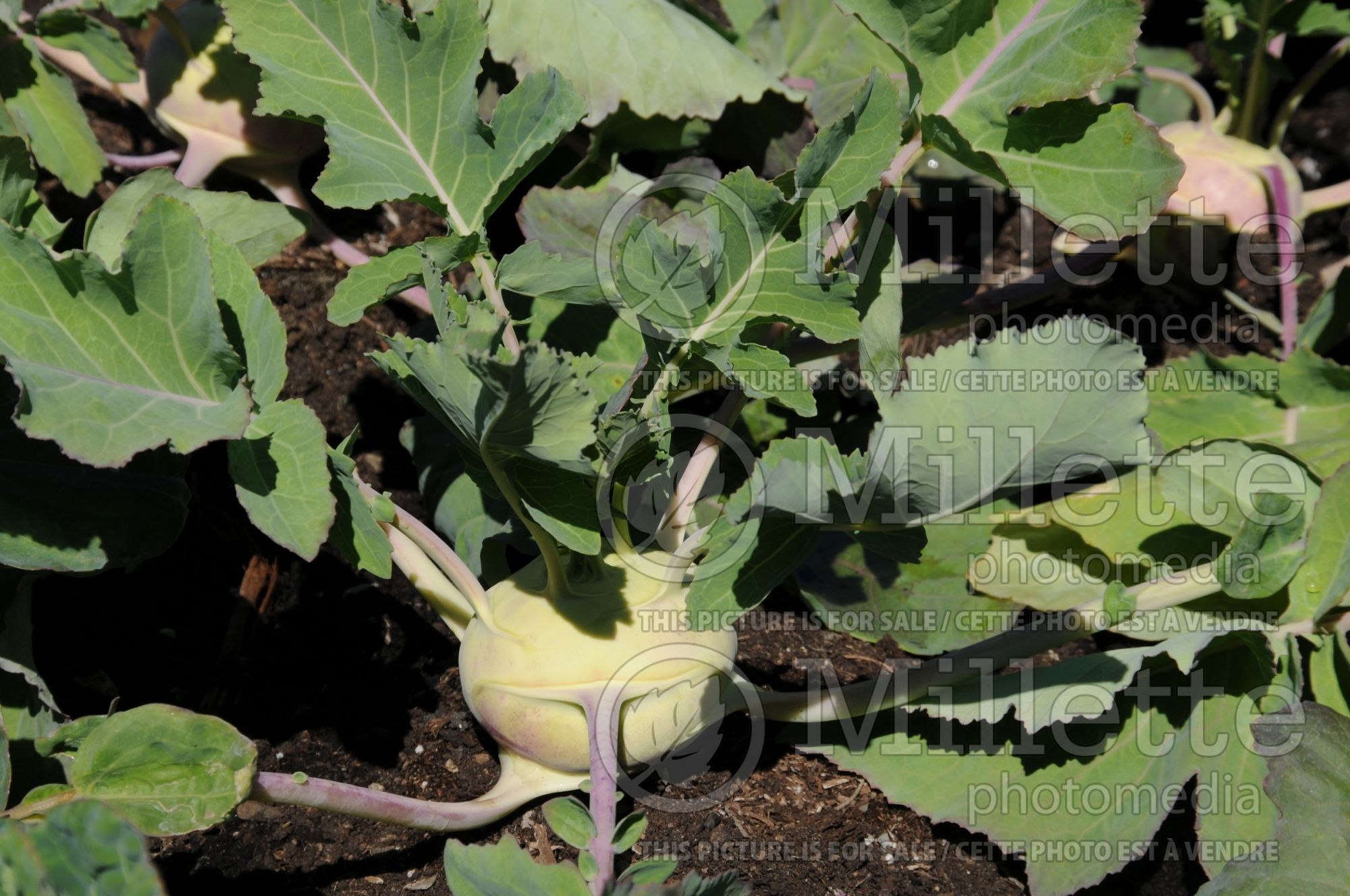 Brassica Grand Duke (Kohlrabi vegetable) 1