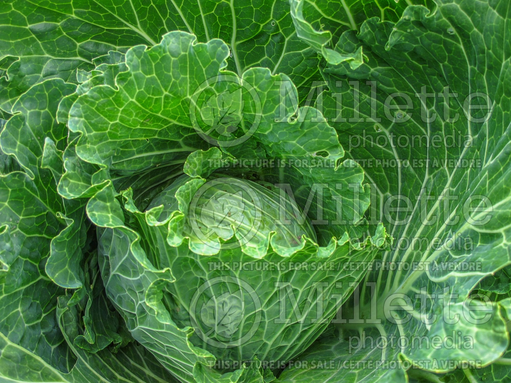 Brassica oleracea (Green Cabbage vegetable) 1
