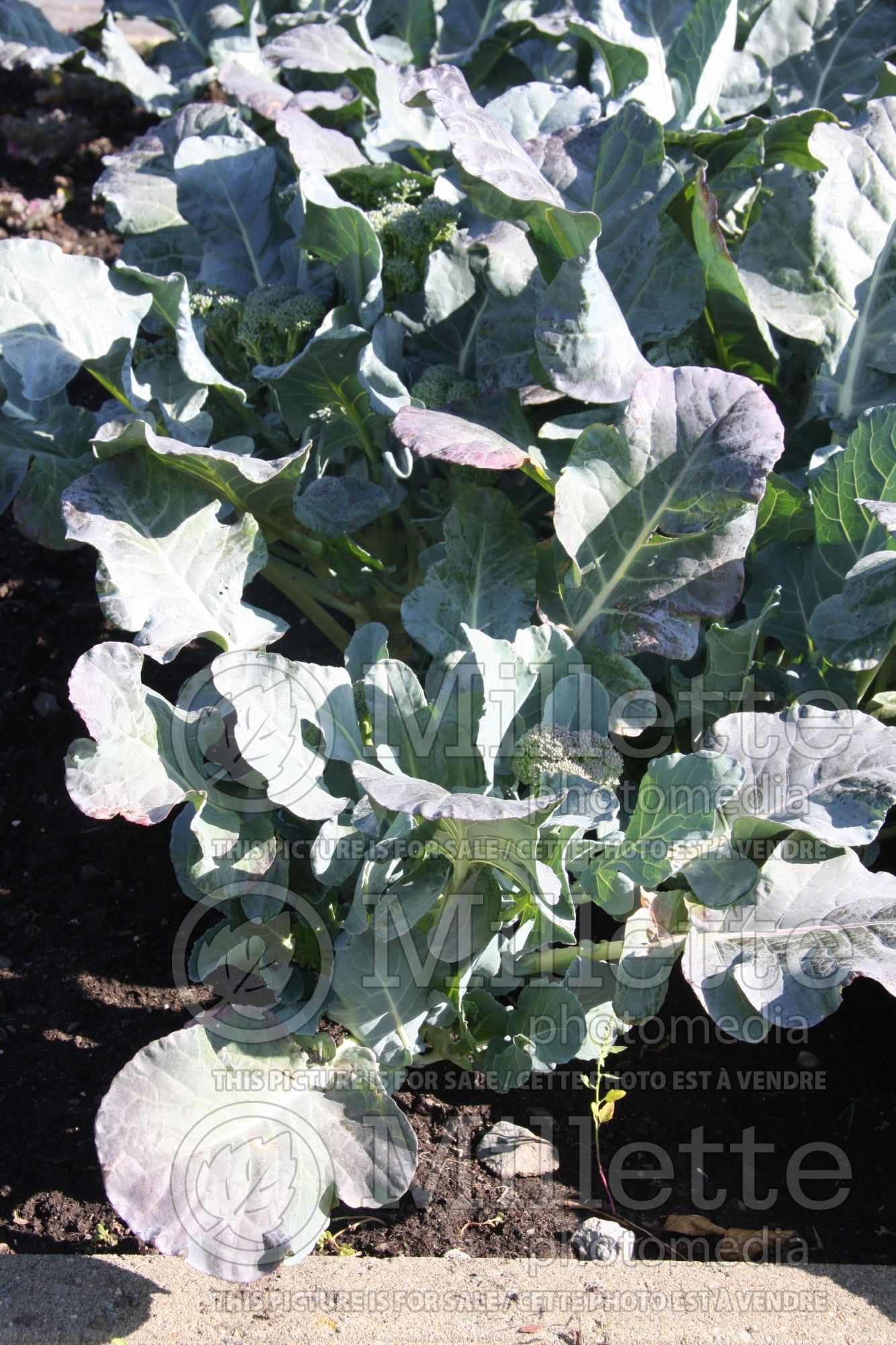 Brassica Imperial (Broccoli vegetable) 2
