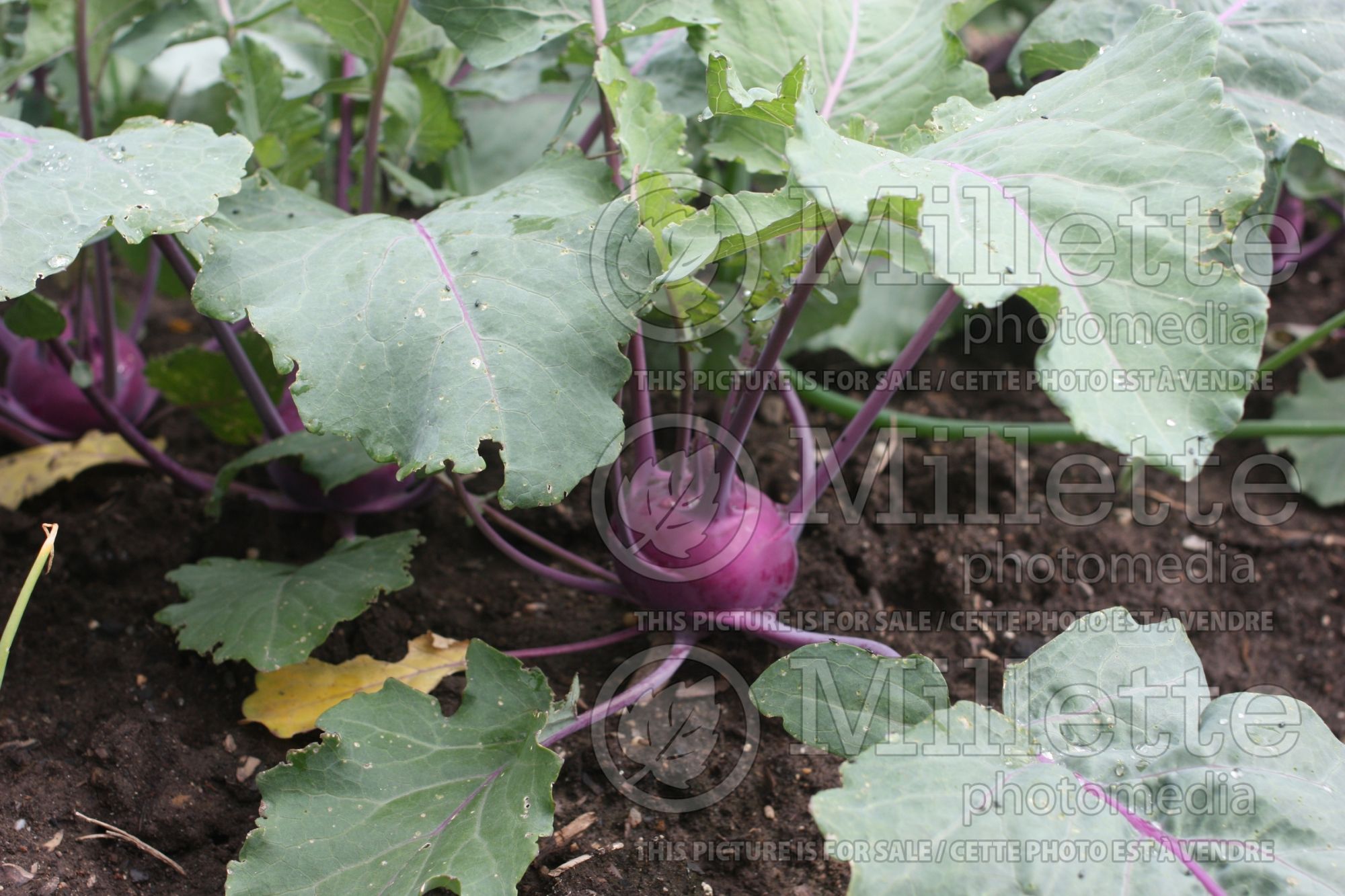 Brassica Kolibri (Kohlrabi vegetable – chou-rave) 2