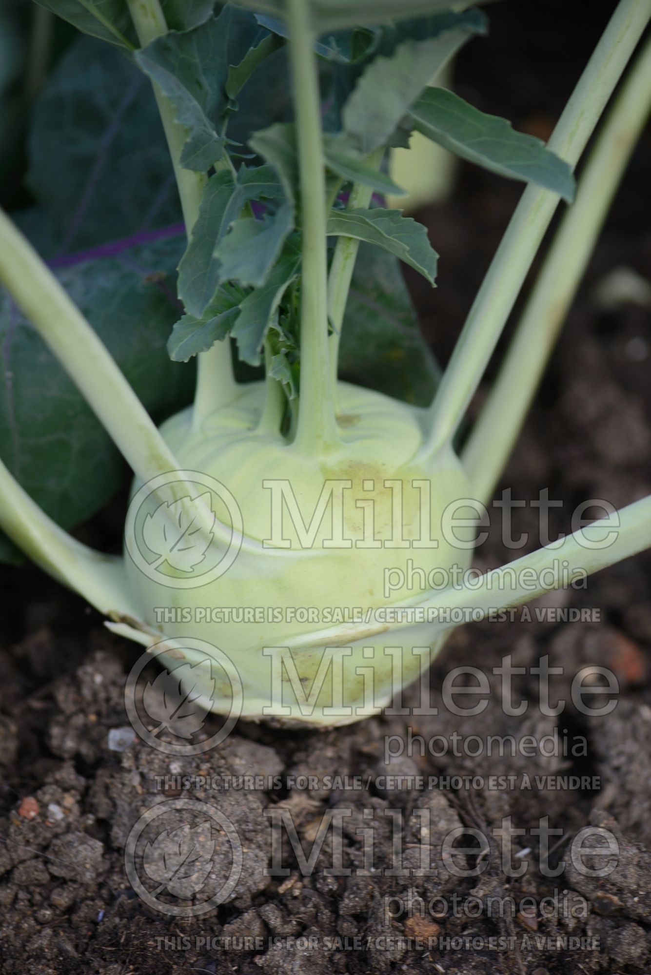 Brassica Lonro (Kohlrabi vegetable – chou-rave) 2