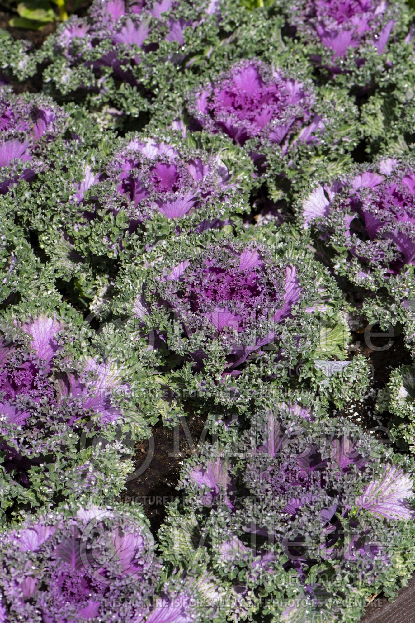 Brassica Nagoya Red (kale vegetable – chou frisé) 4