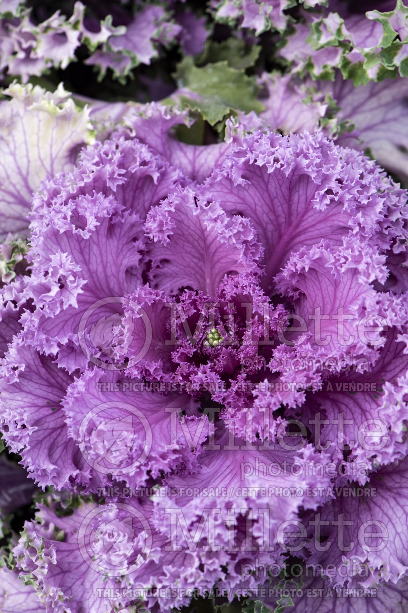 Brassica Nagoya Rose (Ornamental kale) 1