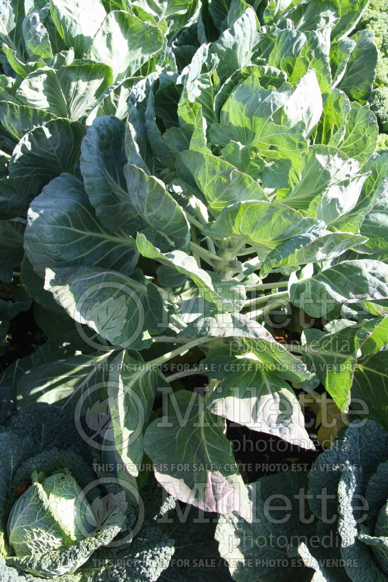 Brassica Oliver (Brussels sprout vegetable) 1
