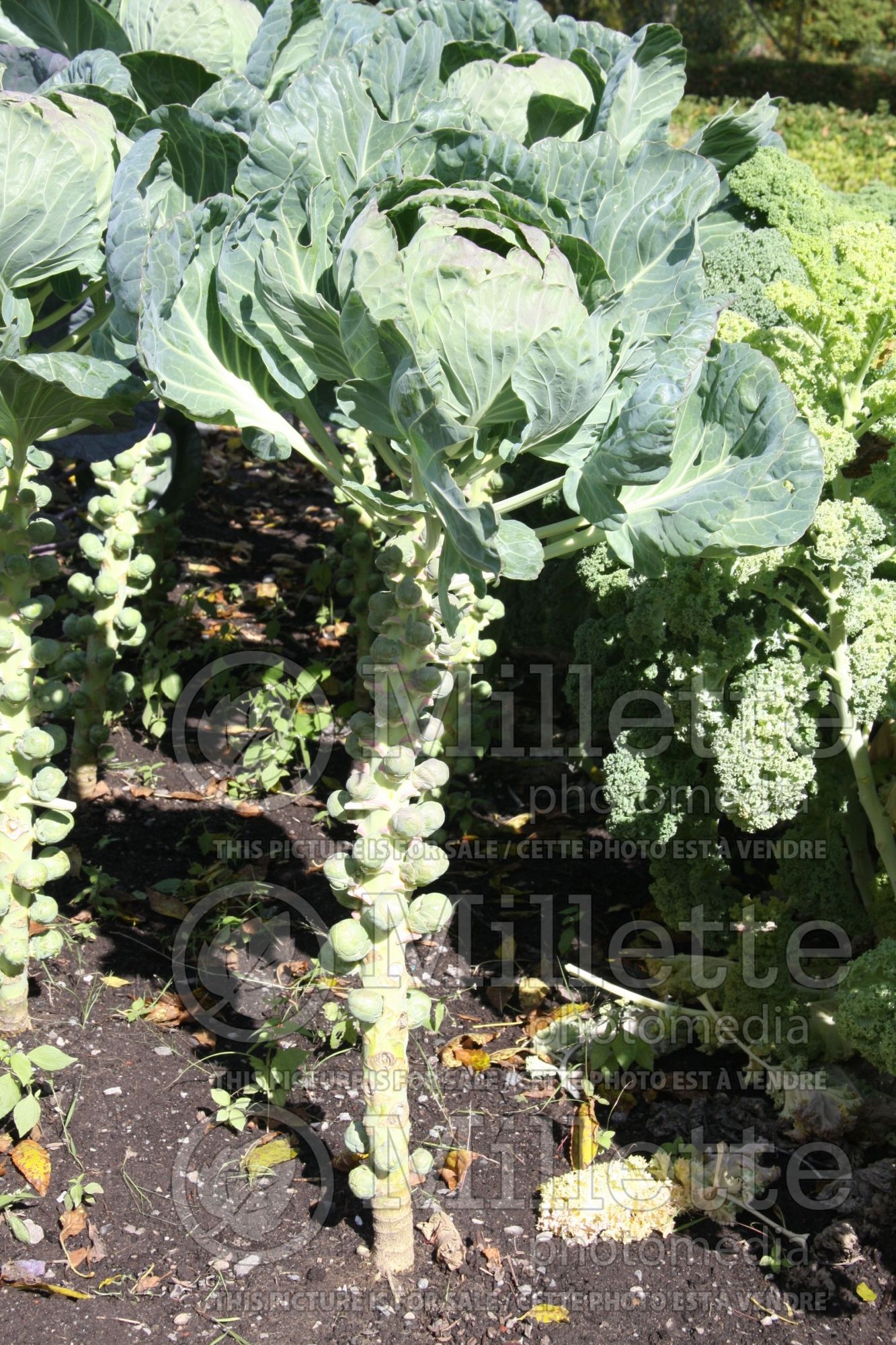 Brassica Oliver (Brussels sprout vegetable) 2