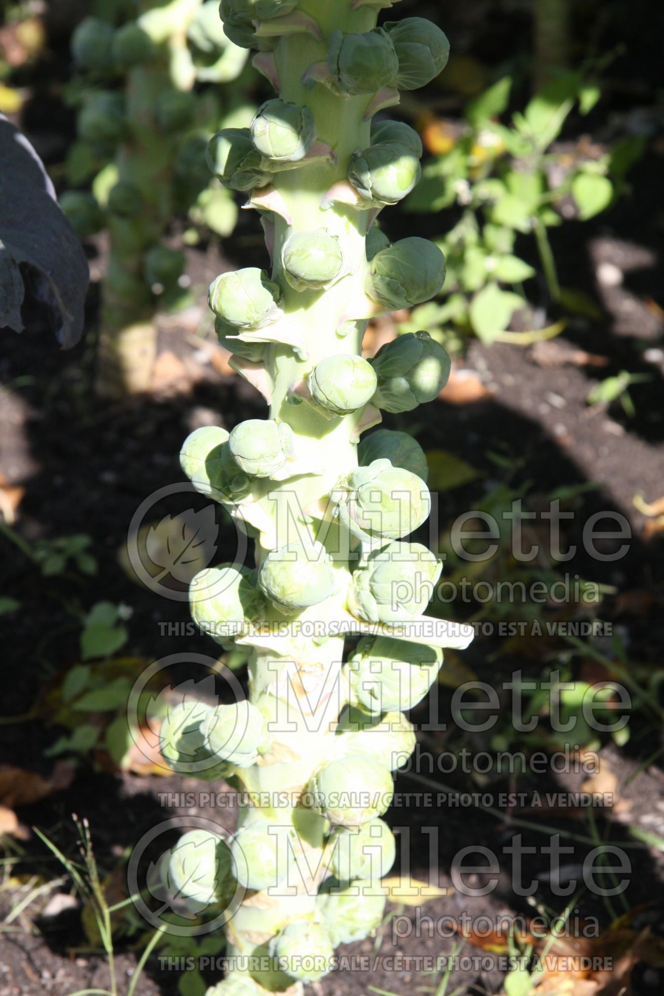Brassica Oliver (Brussels sprout vegetable) 3