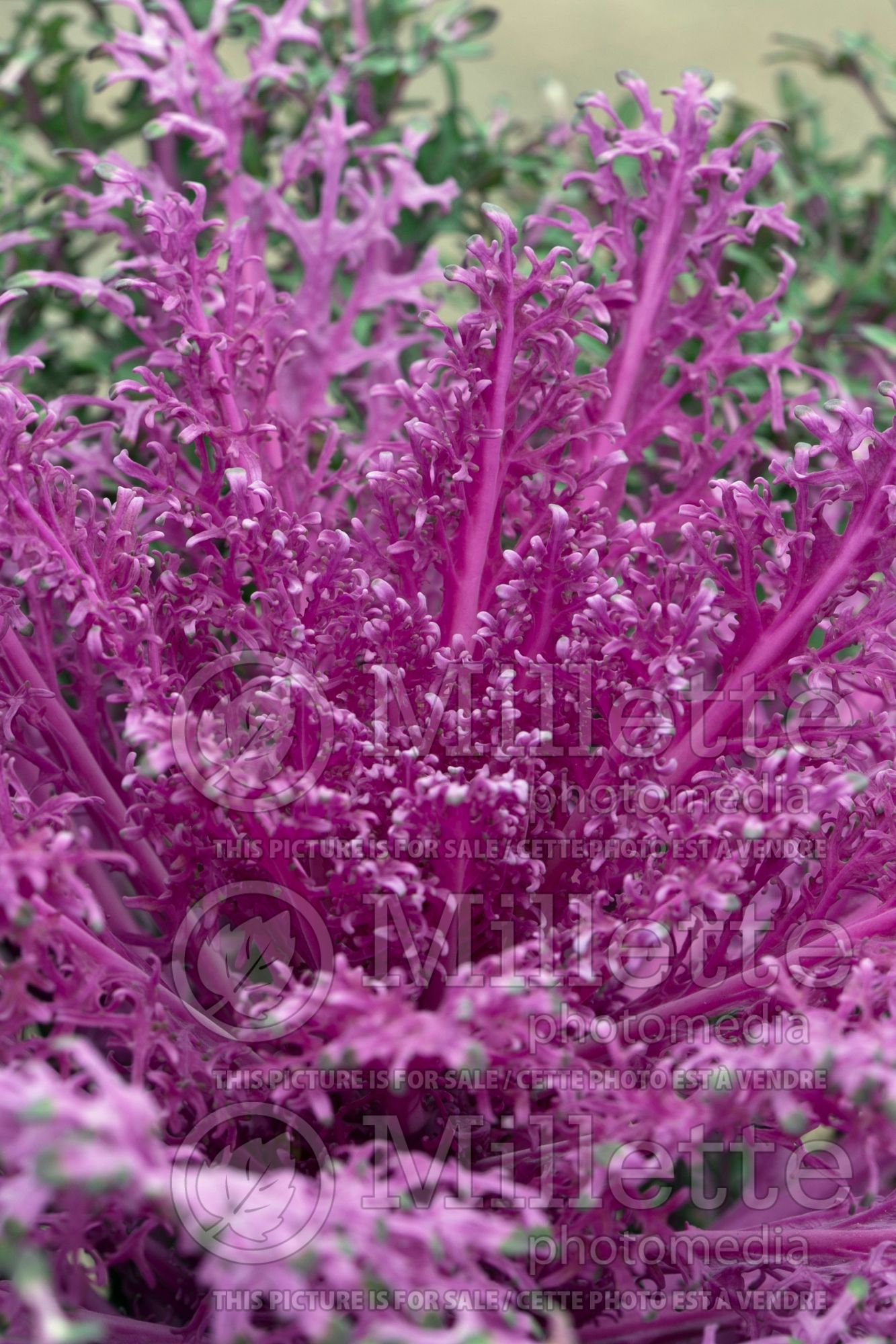 Brassica Peacock Red (Ornamental Kale) 2