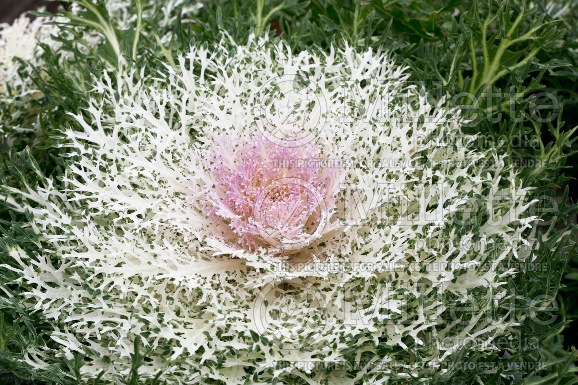 Brassica Peacock White (Ornamental Kale) 2