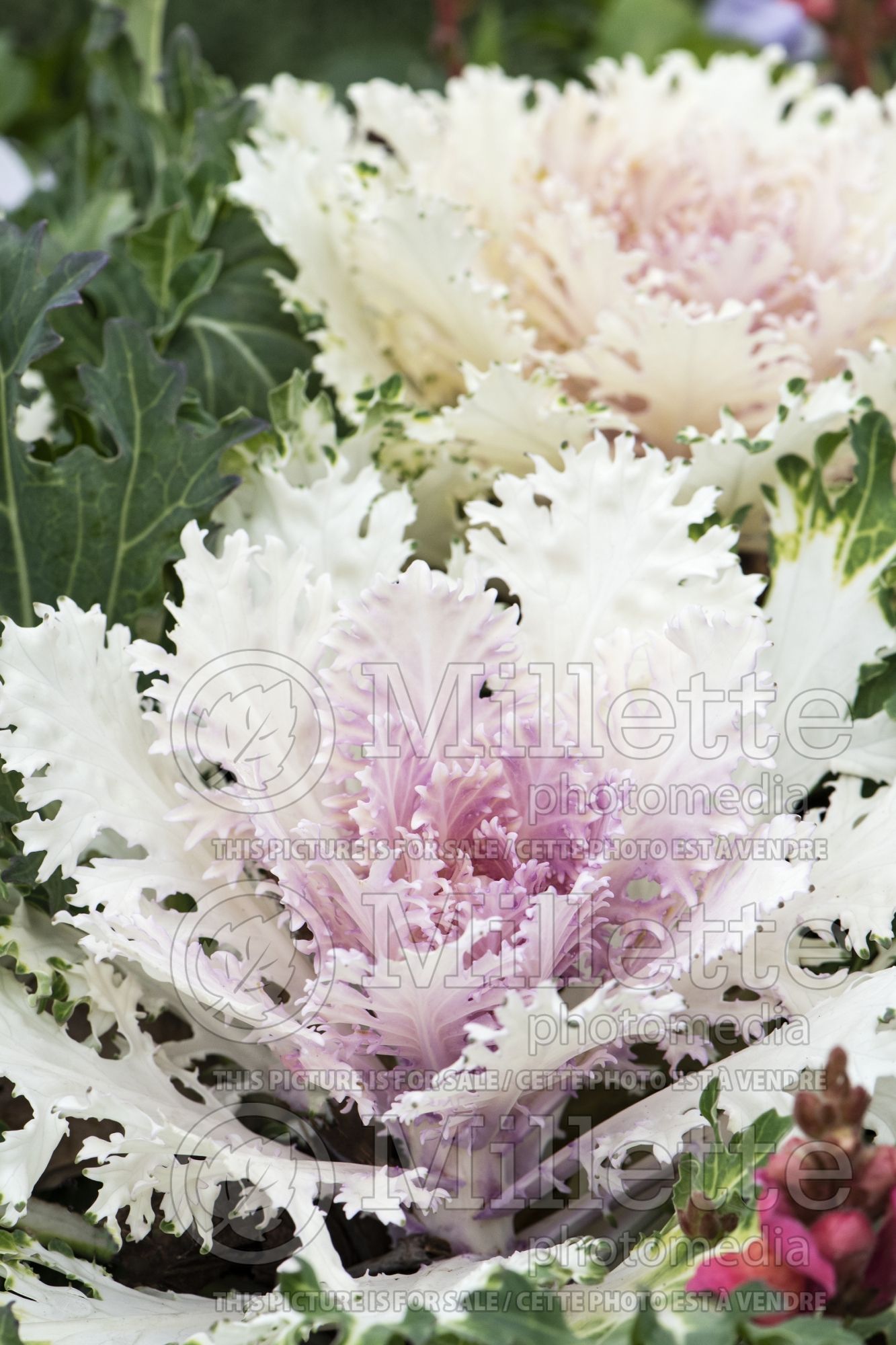 Brassica Peacock White (Ornamental Kale) 5