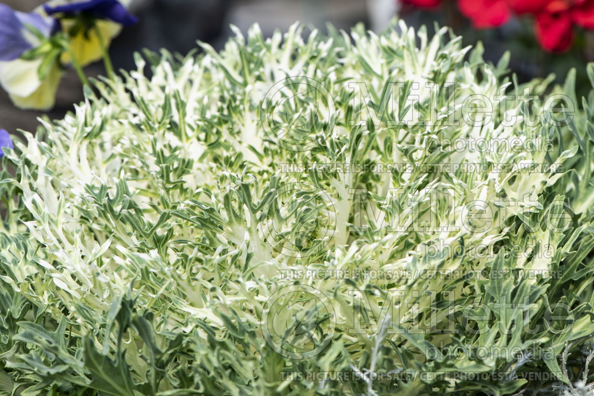 Brassica Peacock White (Ornamental Kale) 6
