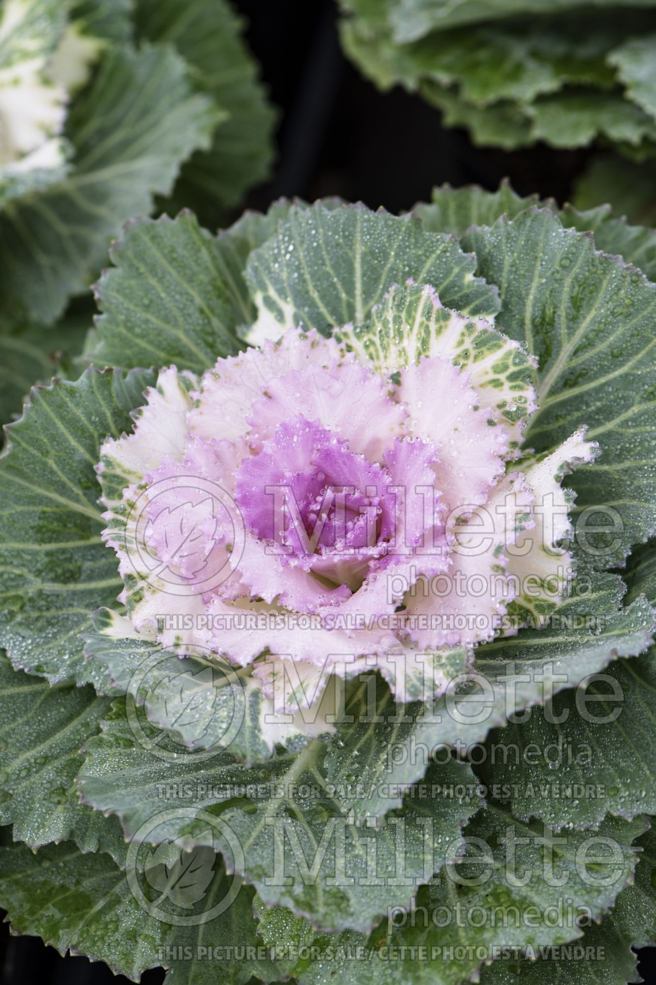 Brassica Pigeon Pink (Kale) 1