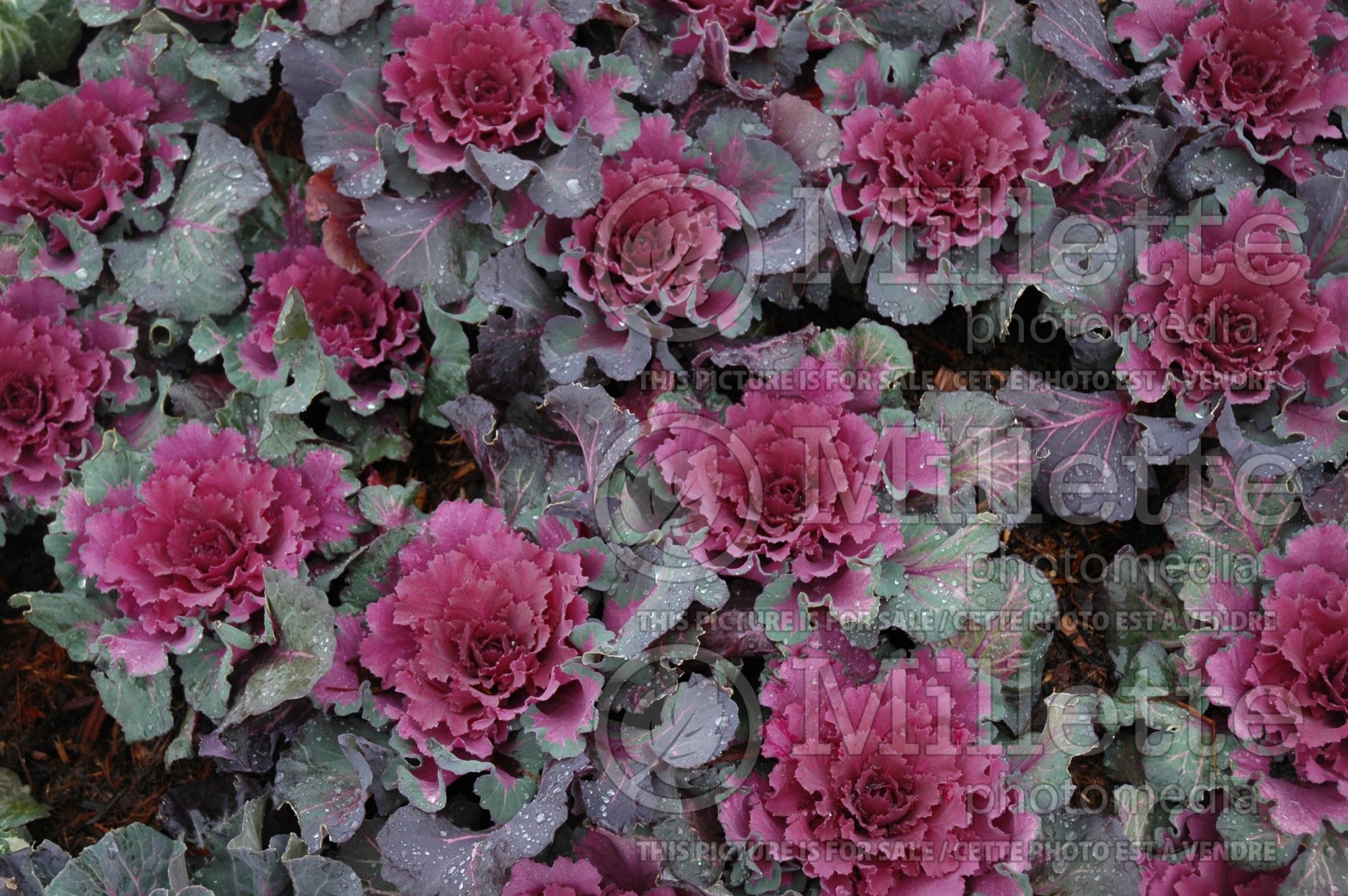 Brassica Pigeon Purple (ornamental cabbage) 2