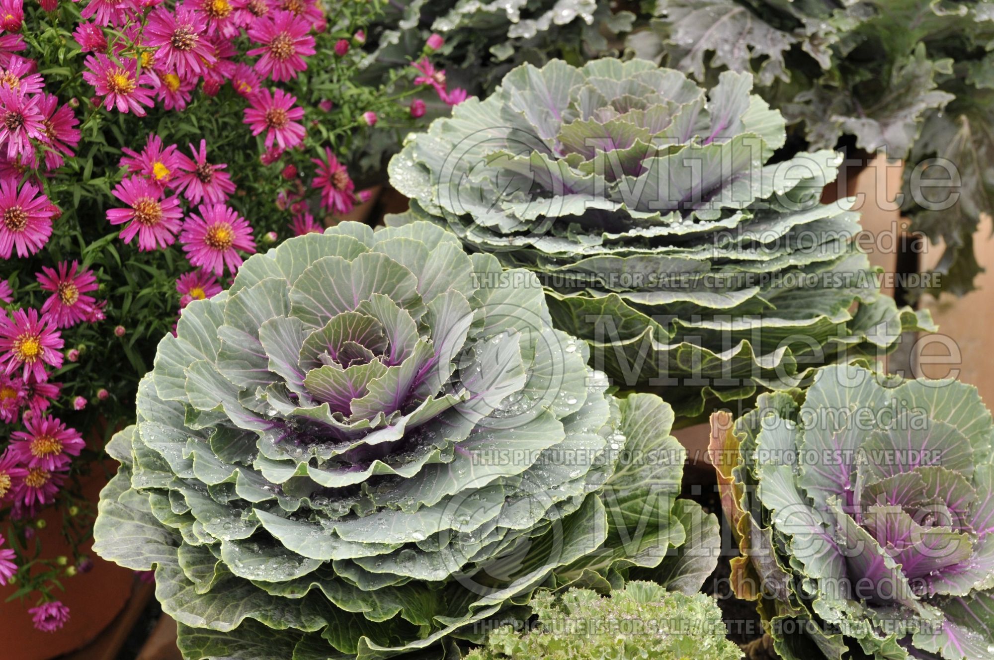 Brassica Pigeon Red (Flowering Kale) 2