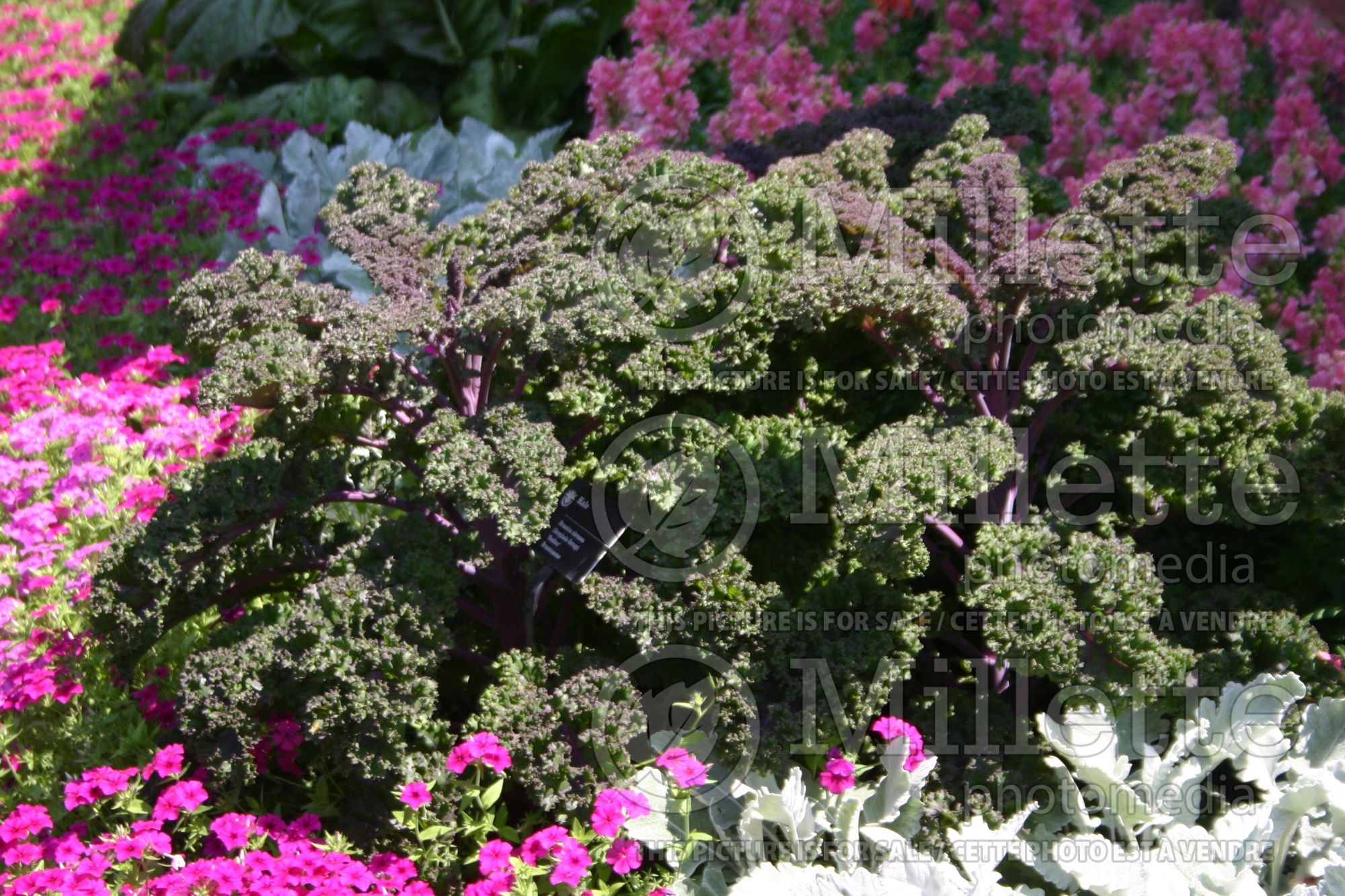Brassica Redbor (Ornamental kale) 16