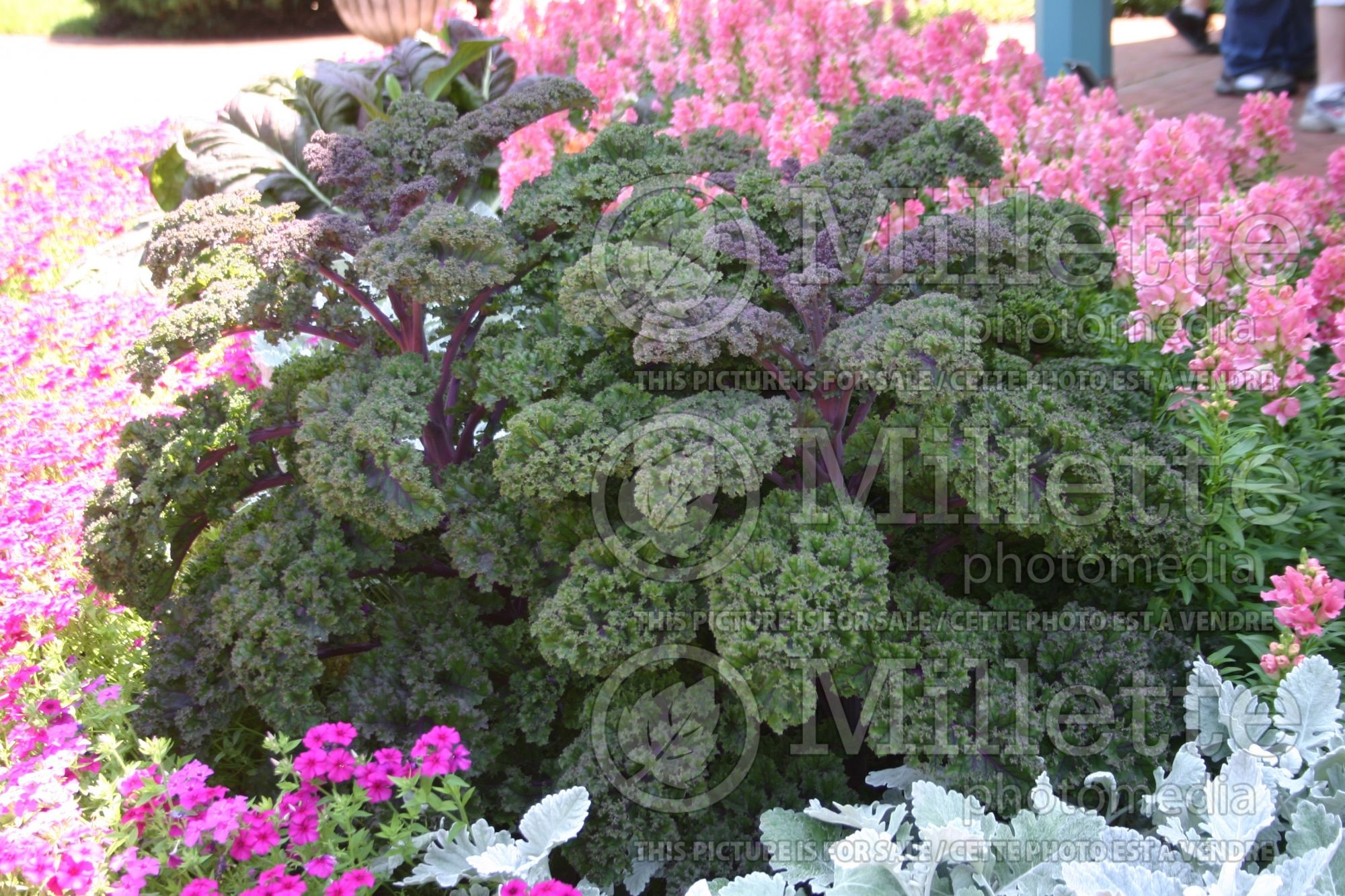 Brassica Redbor (Ornamental kale) 17